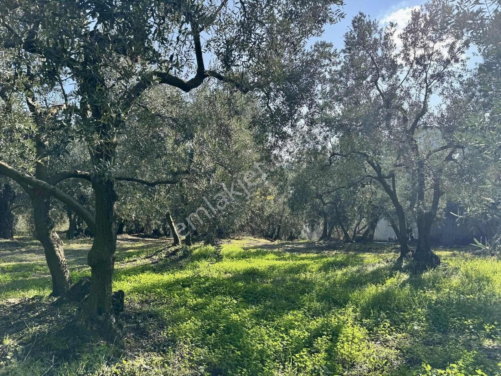Mudanya Çepnide Merkeze Yakın Satılık Zeytinlik - Görsel 16