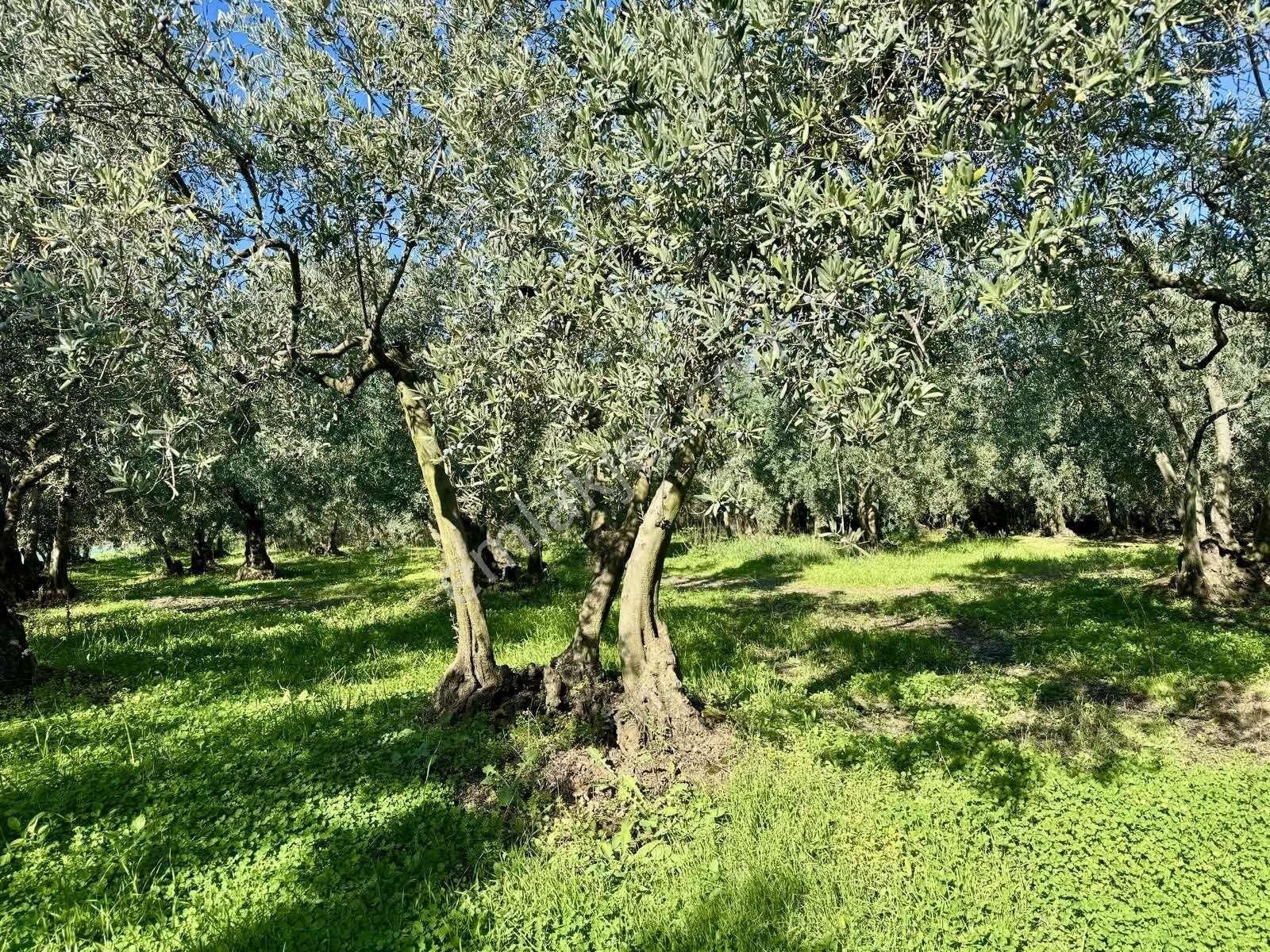 Mudanya Çepnide Merkeze Yakın Satılık Zeytinlik - Görsel 8