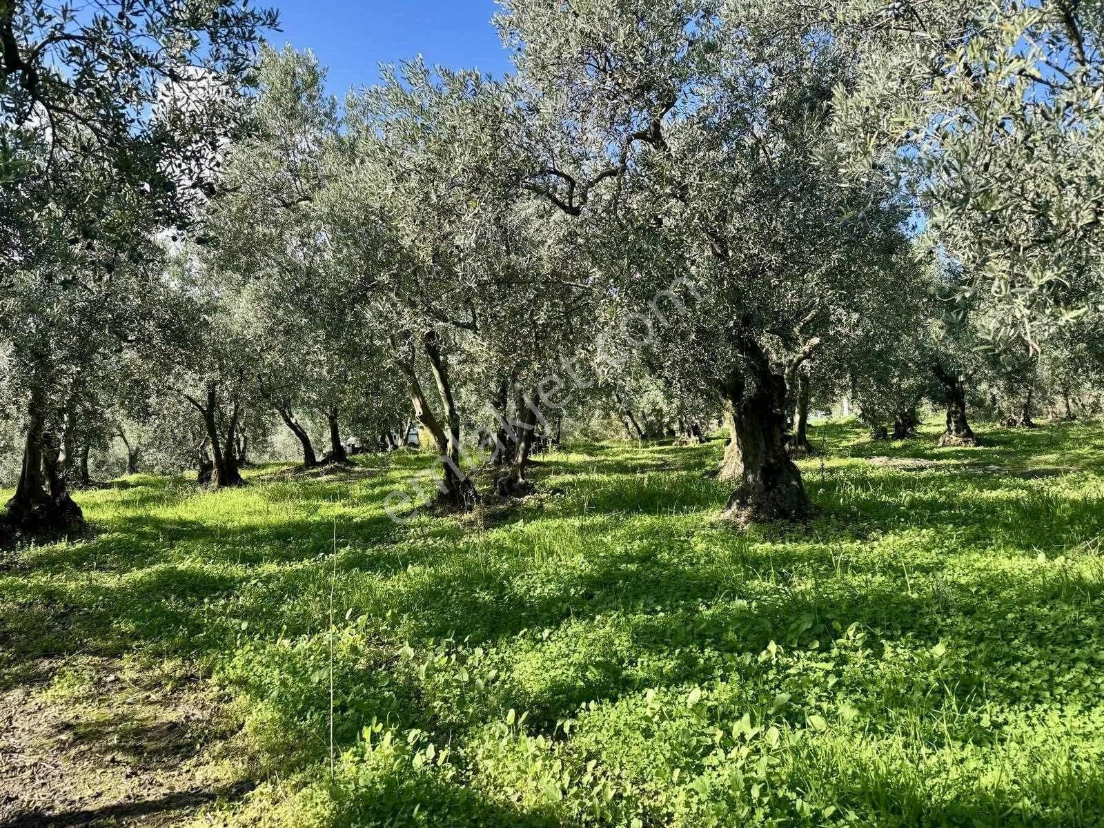 Mudanya Çepnide Merkeze Yakın Satılık Zeytinlik - Görsel 10