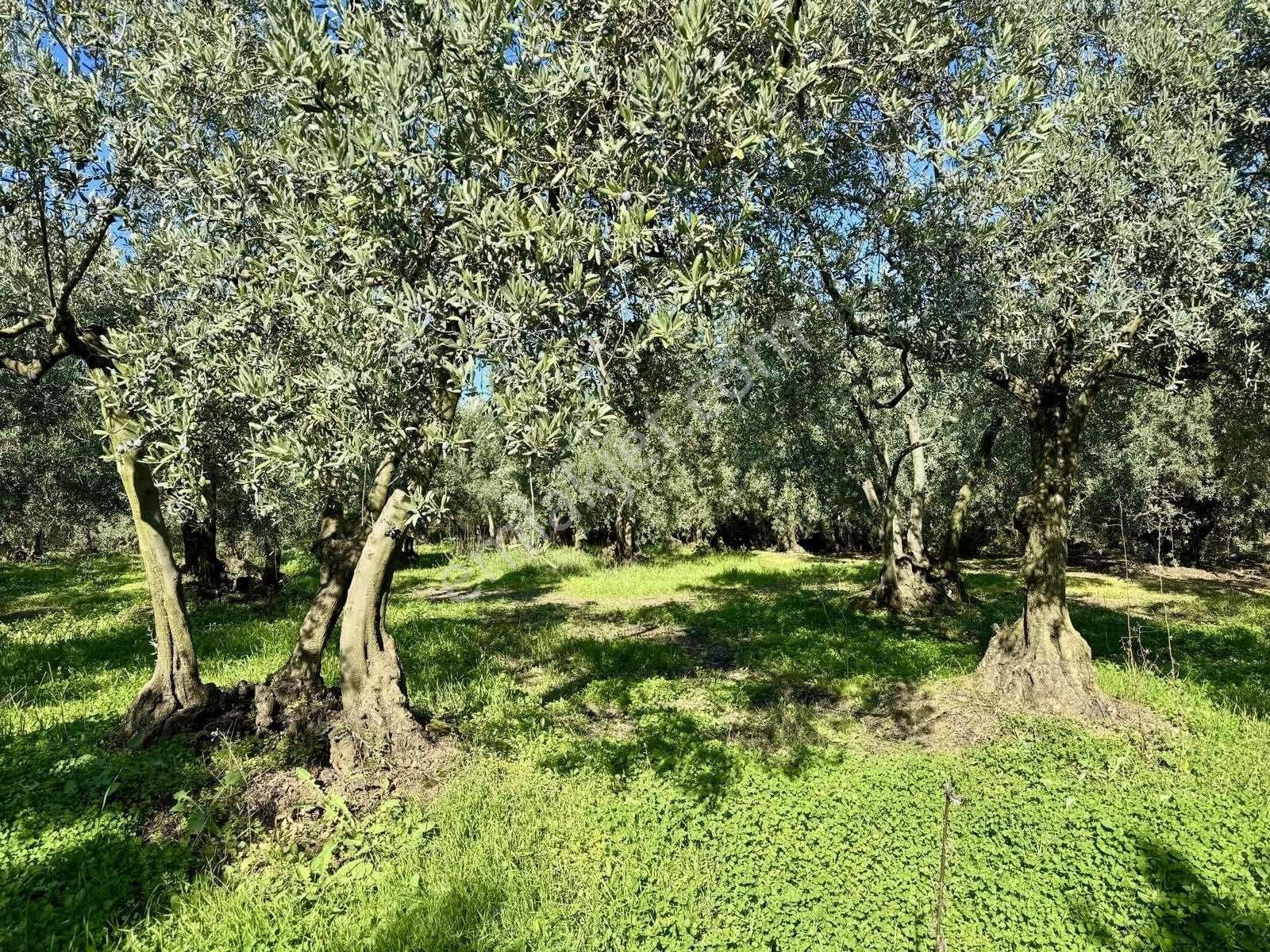 Mudanya Çepnide Merkeze Yakın Satılık Zeytinlik - Görsel 22