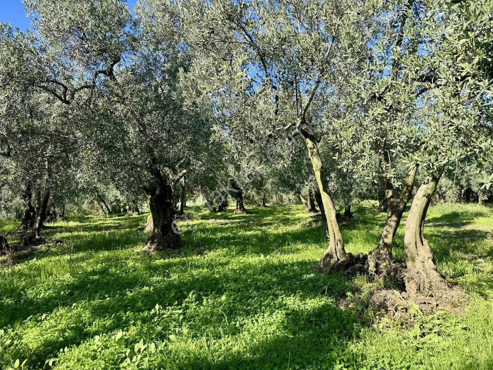 Mudanya Çepnide Merkeze Yakın Satılık Zeytinlik - Görsel 3