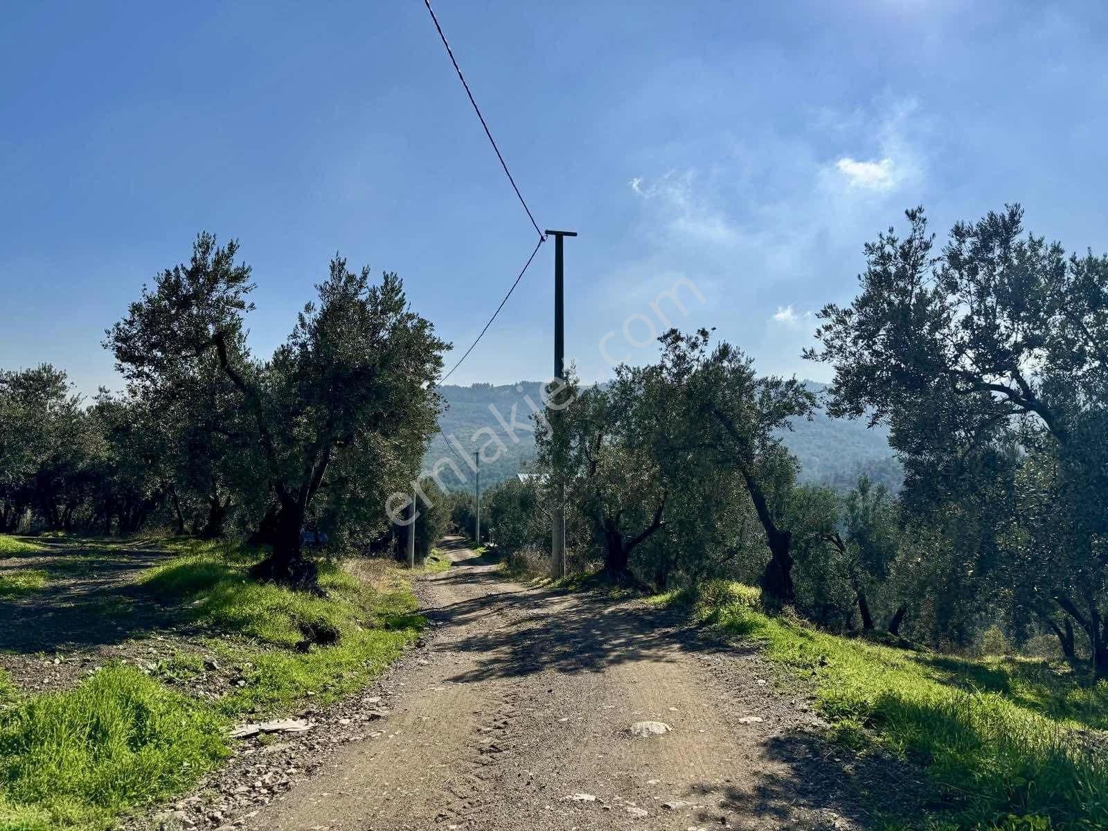 Mudanya Çepnide Merkeze Yakın Satılık Zeytinlik - Görsel 23