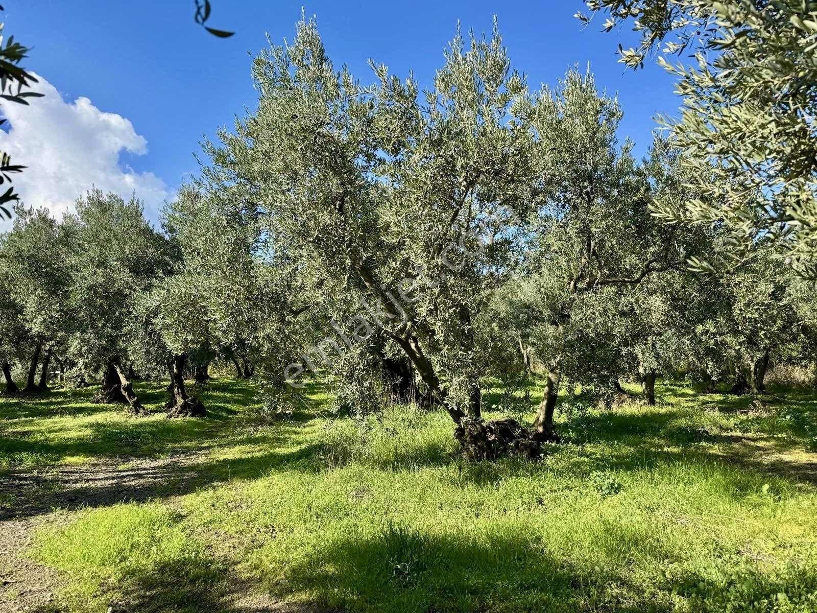 Mudanya Çepnide Merkeze Yakın Satılık Zeytinlik - Görsel 17