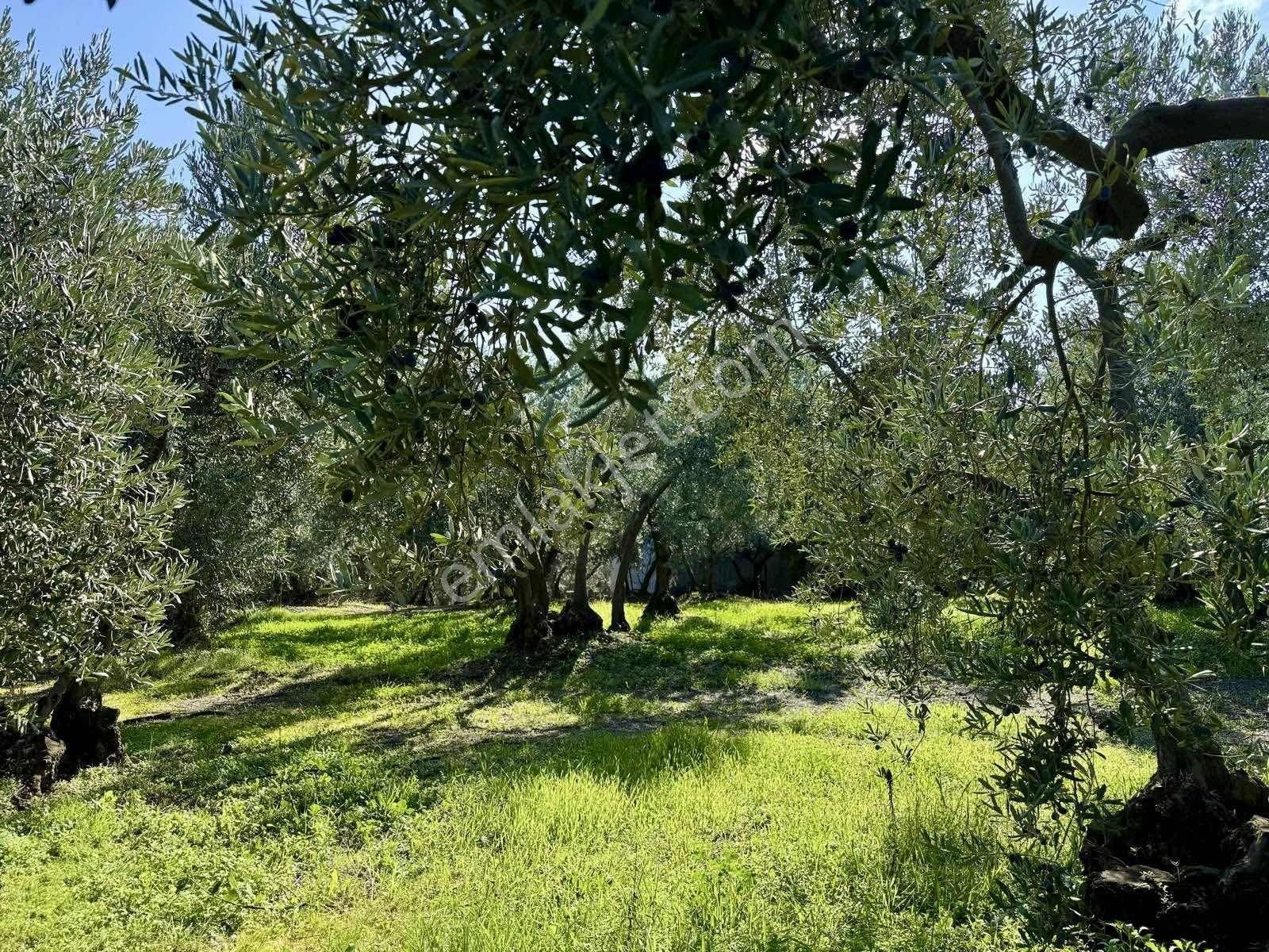 Mudanya Çepnide Merkeze Yakın Satılık Zeytinlik - Görsel 5