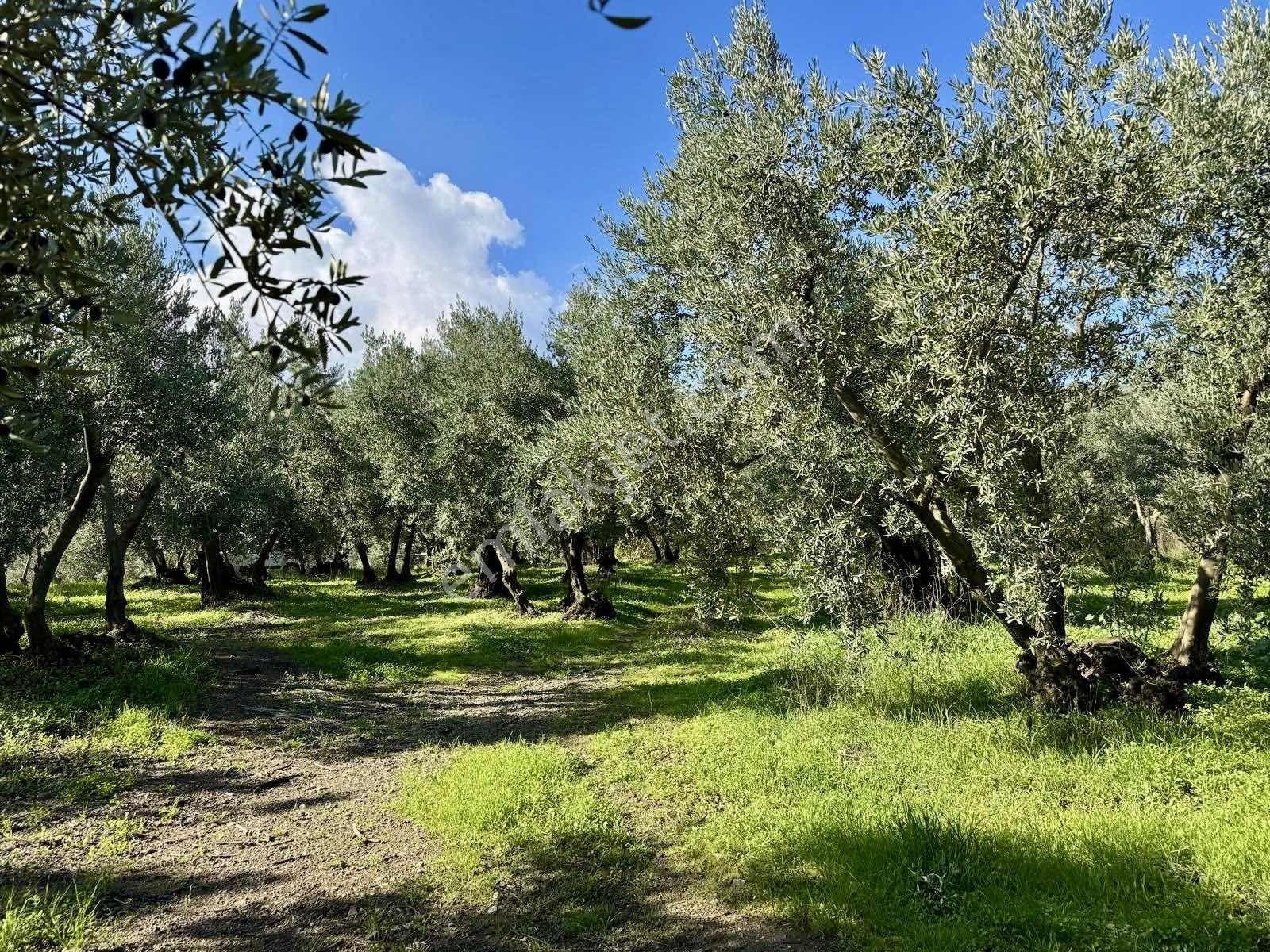 Mudanya Çepnide Merkeze Yakın Satılık Zeytinlik - Görsel 9