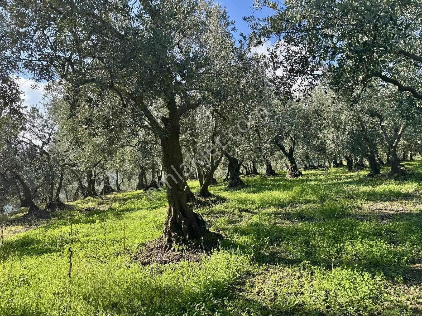 Mudanya Çepnide Merkeze Yakın Satılık Zeytinlik - Görsel 18