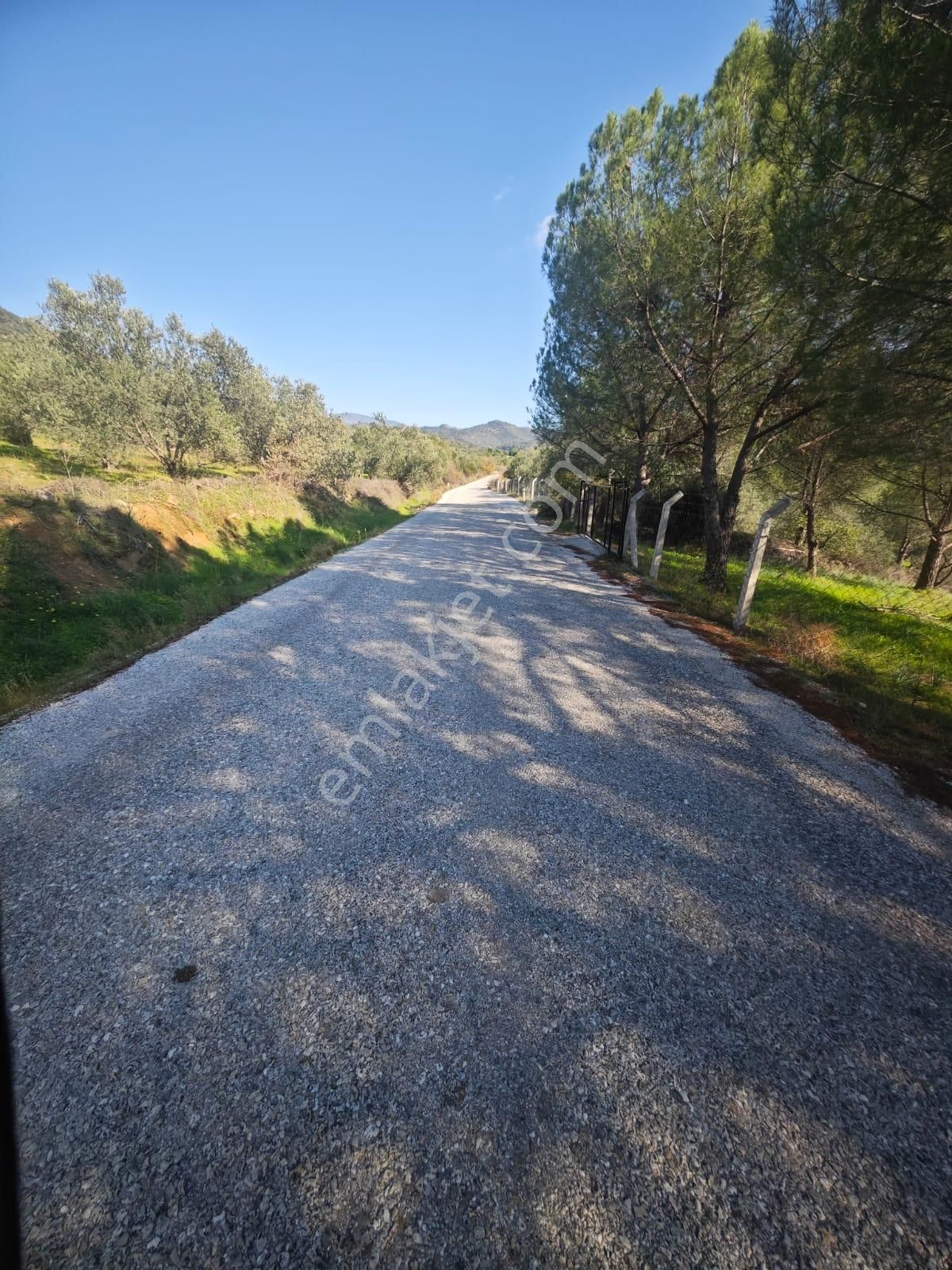 Dikili Ümmetoğlu'ndan Kıroba Köyünde 3.450 M2 Zeytinlik Kadastro Yola Sıfır