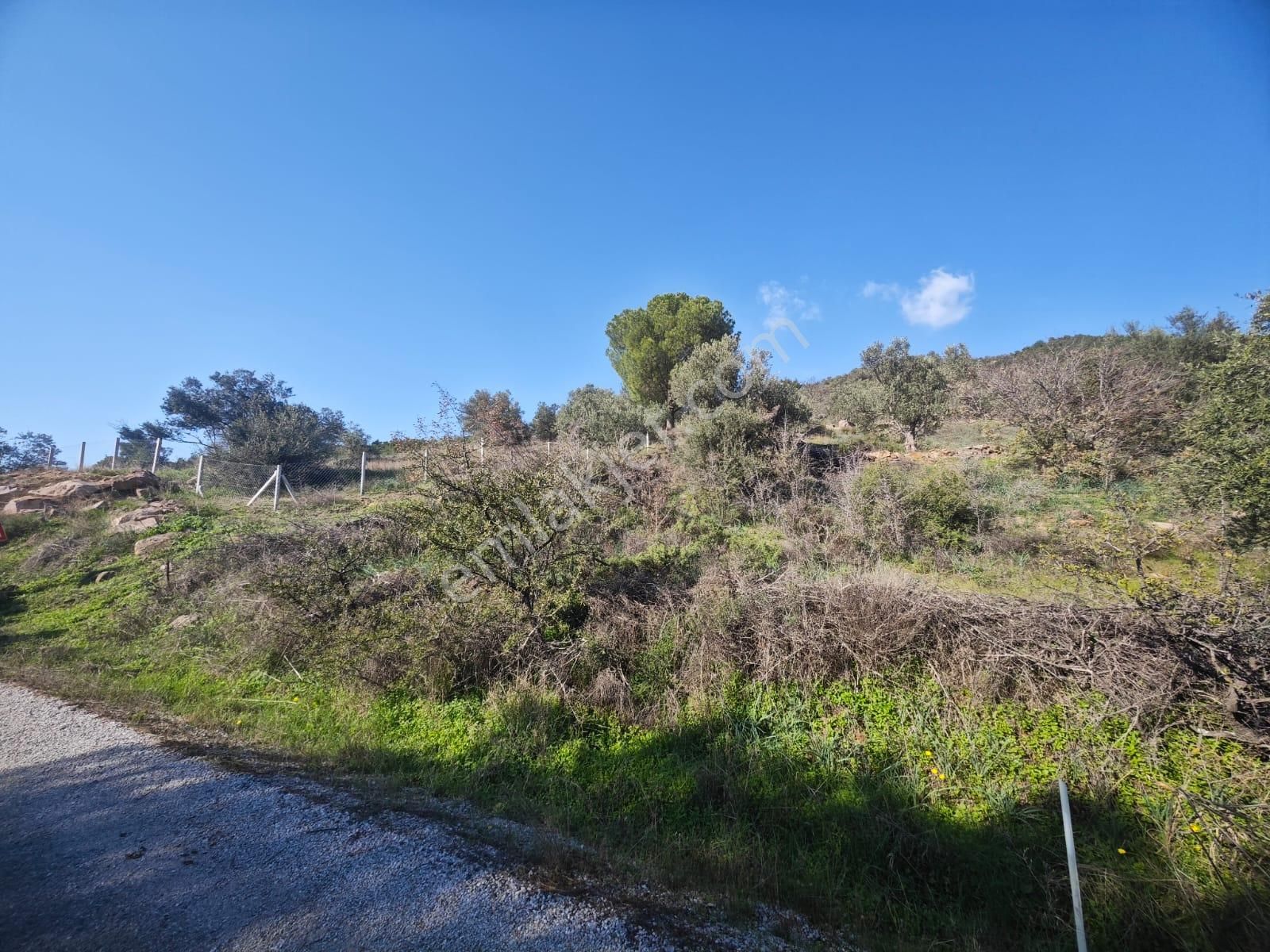 Dikili Ümmetoğlu'ndan Kıroba Köyünde 3.450 M2 Zeytinlik Kadastro Yola Sıfır - Görsel 6