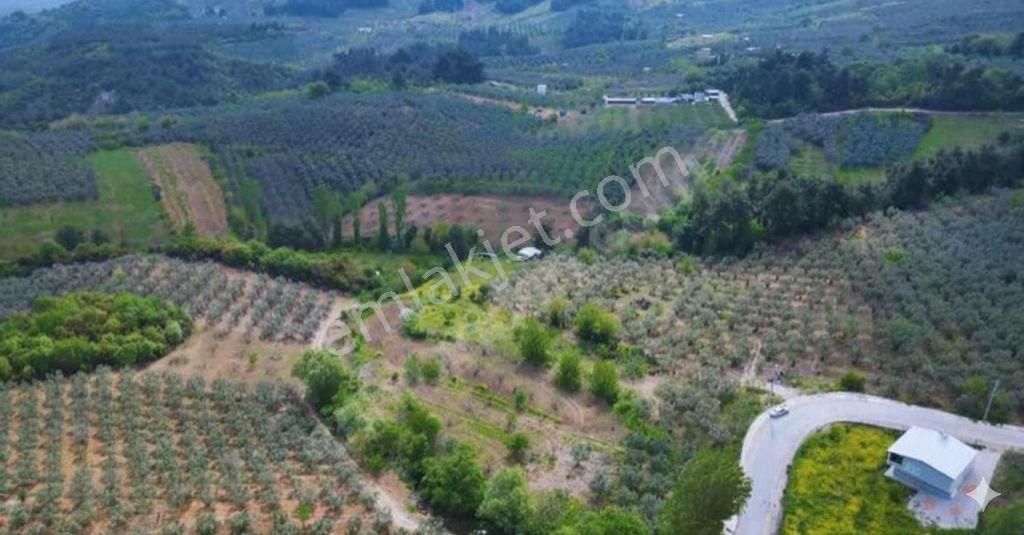 Çepni Köyünde Asfalt Yola 50 Metre Mesafede Tarla Satışta