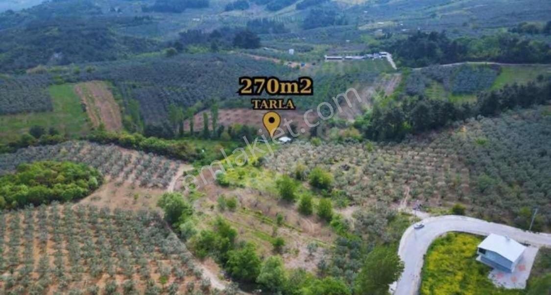 Çepni Köyünde Asfalt Yola 50 Metre Mesafede Tarla Satışta - Görsel 2