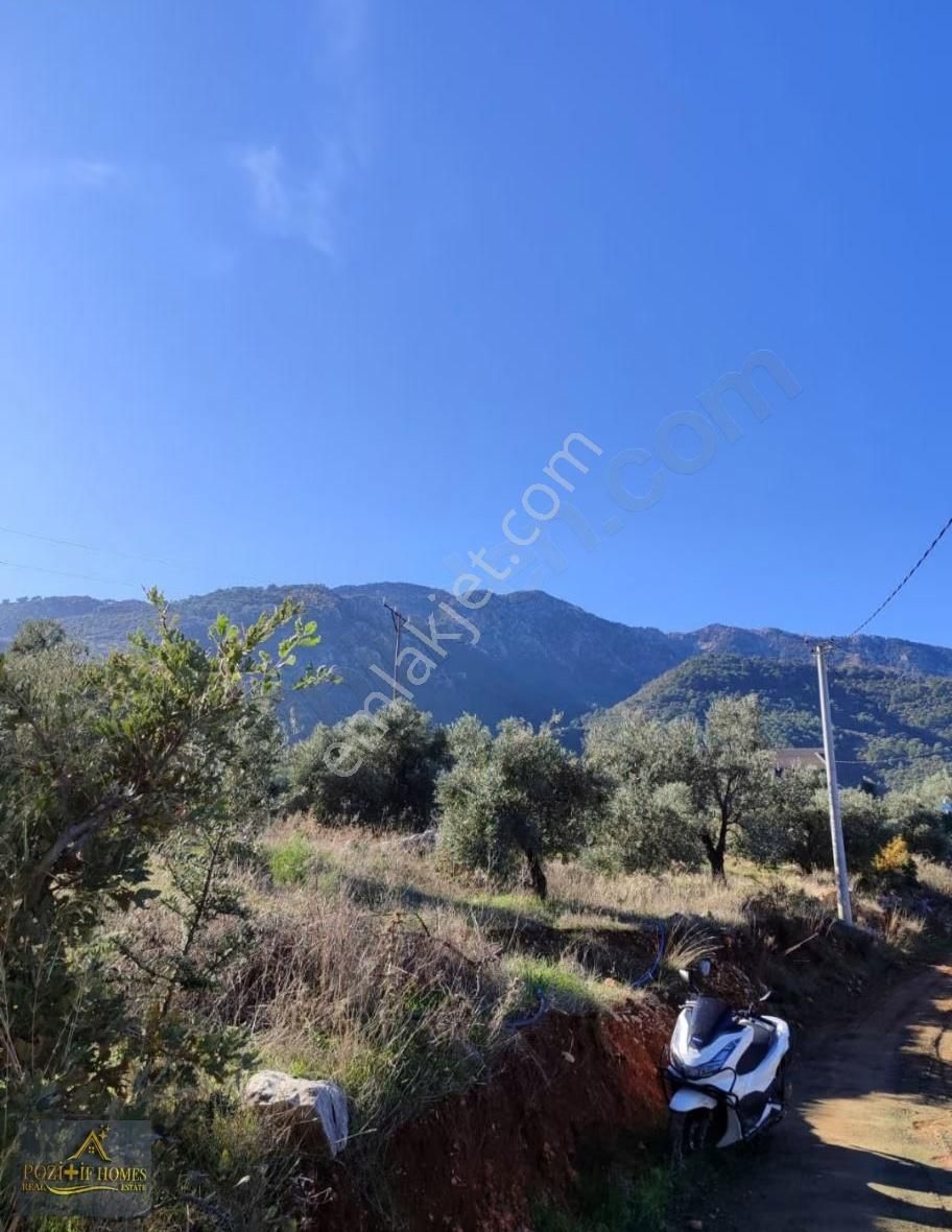 Fethiye Bozyerde Fırsat Arsa ( Zeytinlik ) - Görsel 3