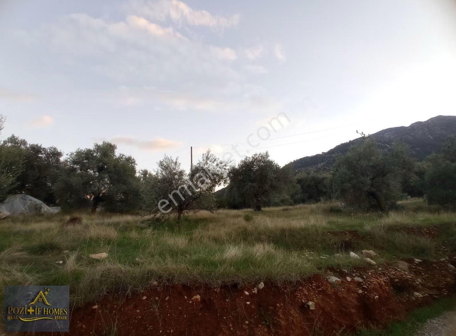 Fethiye Bozyerde Fırsat Arsa ( Zeytinlik ) - Görsel 5