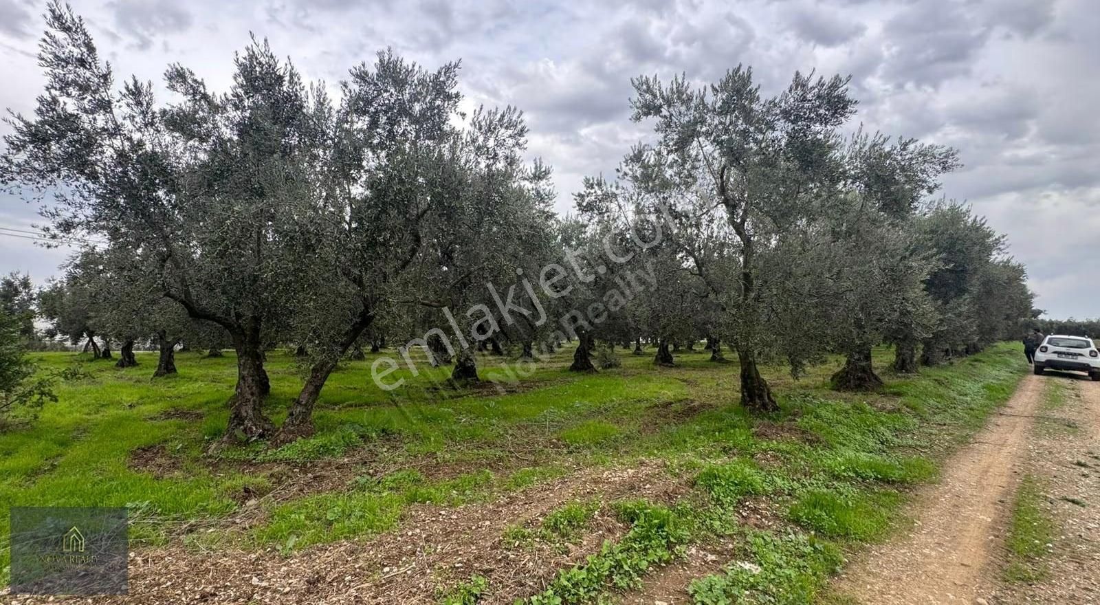 Nova Realty'den Gürle'de Asfalt Cepheli Zeytinlik - Görsel 26