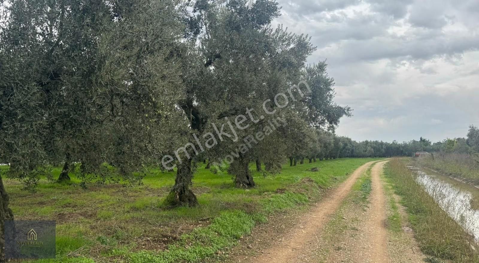 Nova Realty'den Gürle'de Asfalt Cepheli Zeytinlik - Görsel 8