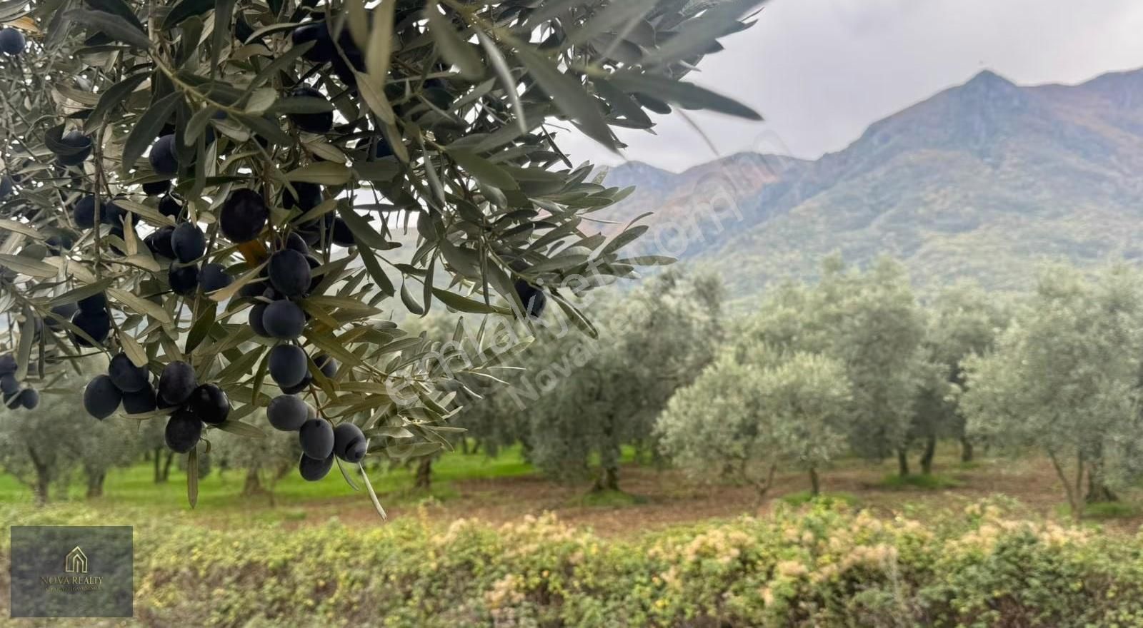 Nova Realty'den Gürle'de Asfalt Cepheli Zeytinlik - Görsel 20