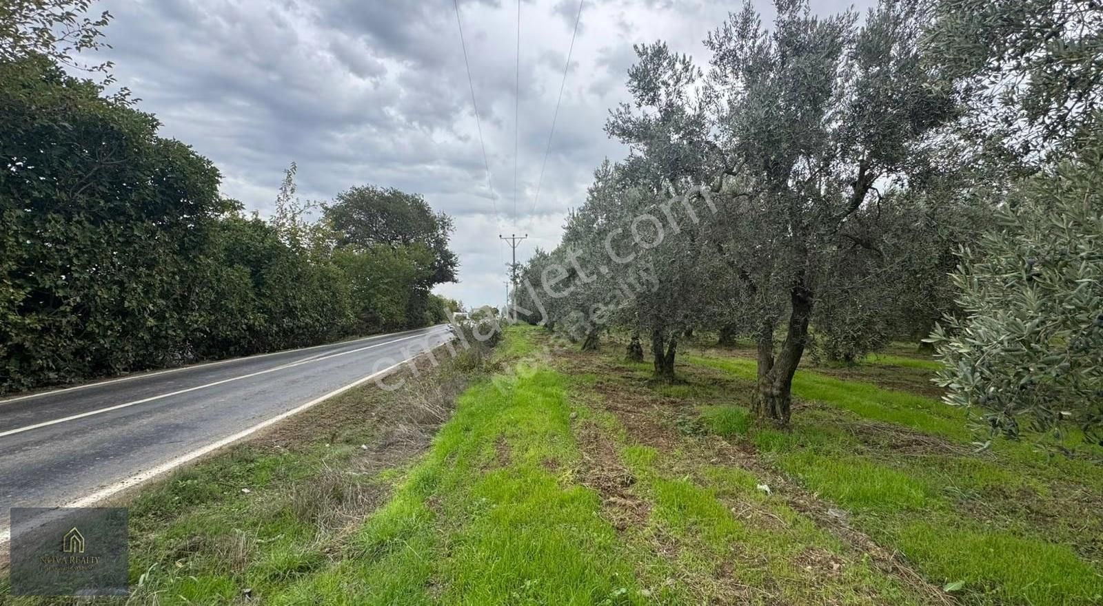Nova Realty'den Gürle'de Asfalt Cepheli Zeytinlik - Görsel 7