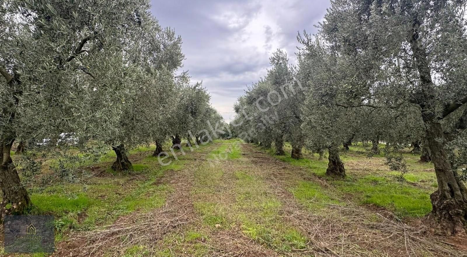 Nova Realty'den Gürle'de Asfalt Cepheli Zeytinlik - Görsel 32