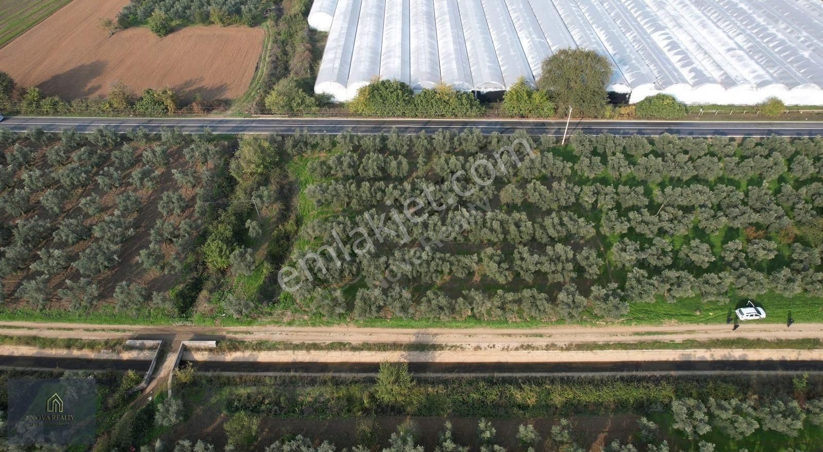 Nova Realty'den Gürle'de Asfalt Cepheli Zeytinlik - Görsel 14