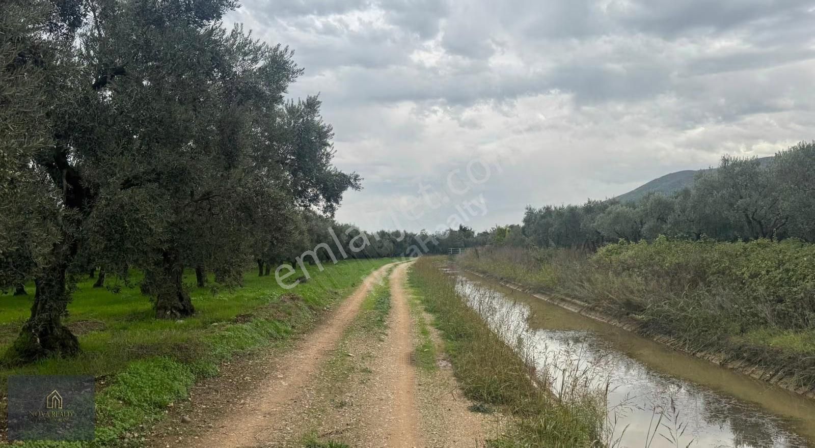 Nova Realty'den Gürle'de Asfalt Cepheli Zeytinlik - Görsel 16