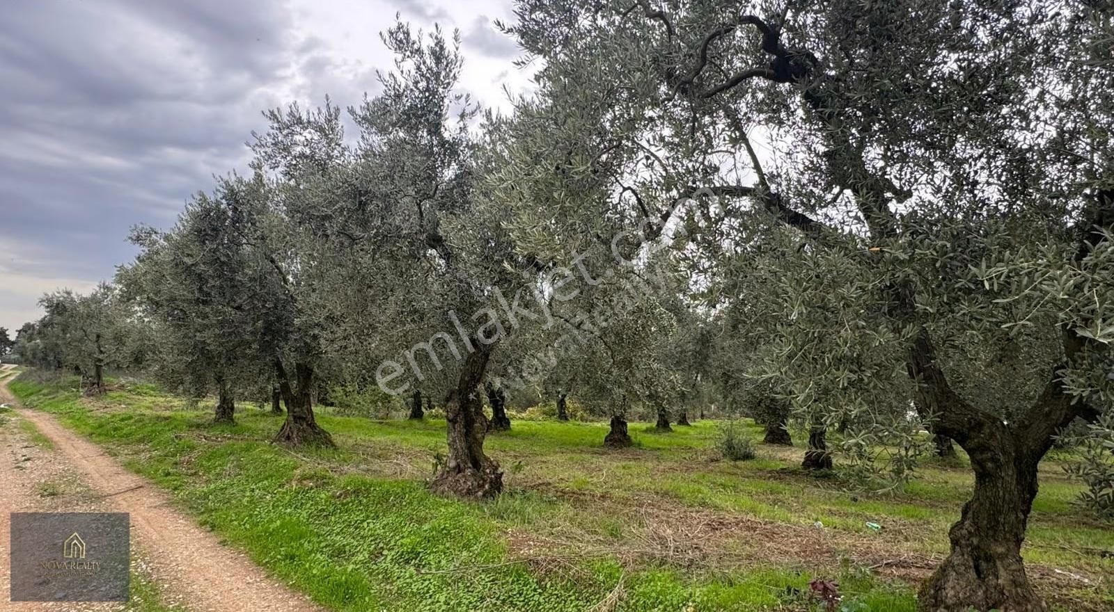 Nova Realty'den Gürle'de Asfalt Cepheli Zeytinlik - Görsel 25