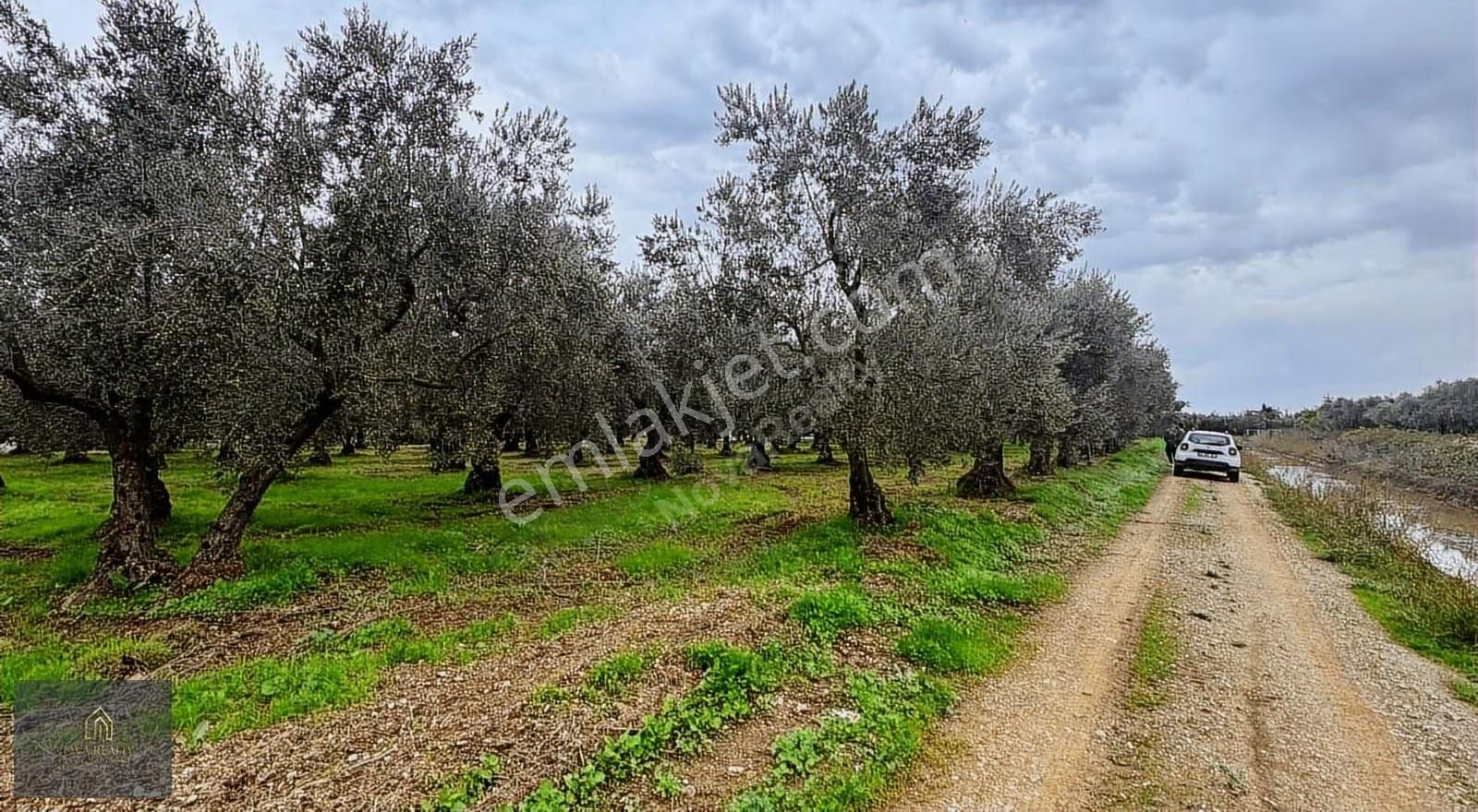 Nova Realty'den Gürle'de Asfalt Cepheli Zeytinlik - Görsel 2