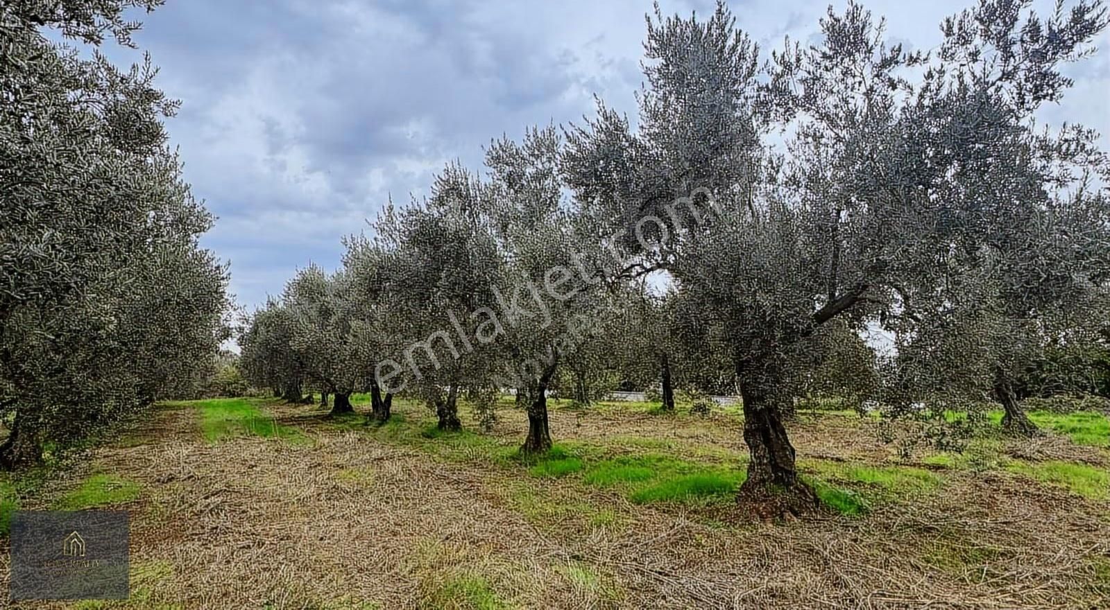 Nova Realty'den Gürle'de Asfalt Cepheli Zeytinlik - Görsel 4
