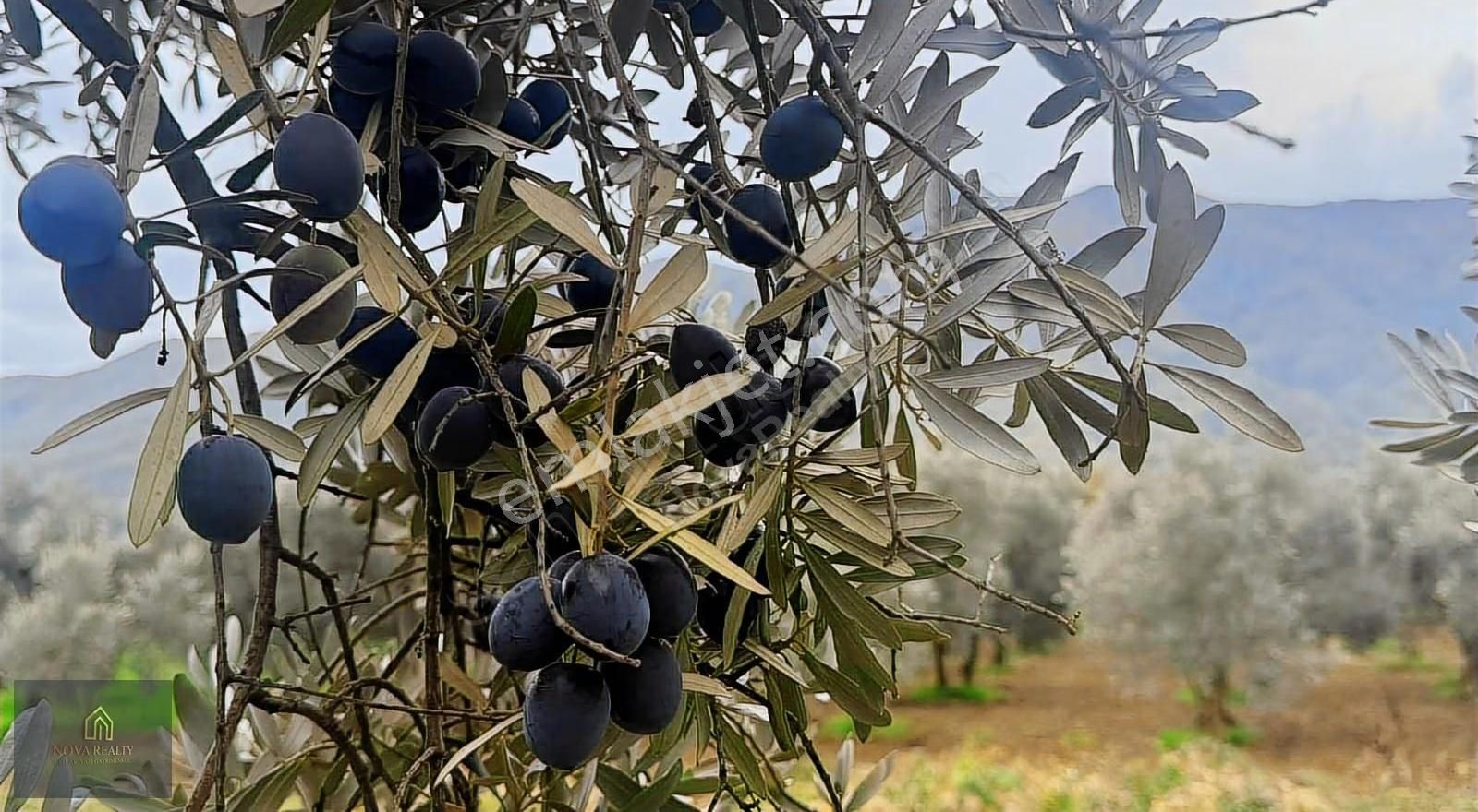 Nova Realty'den Gürle'de Asfalt Cepheli Zeytinlik - Görsel 33