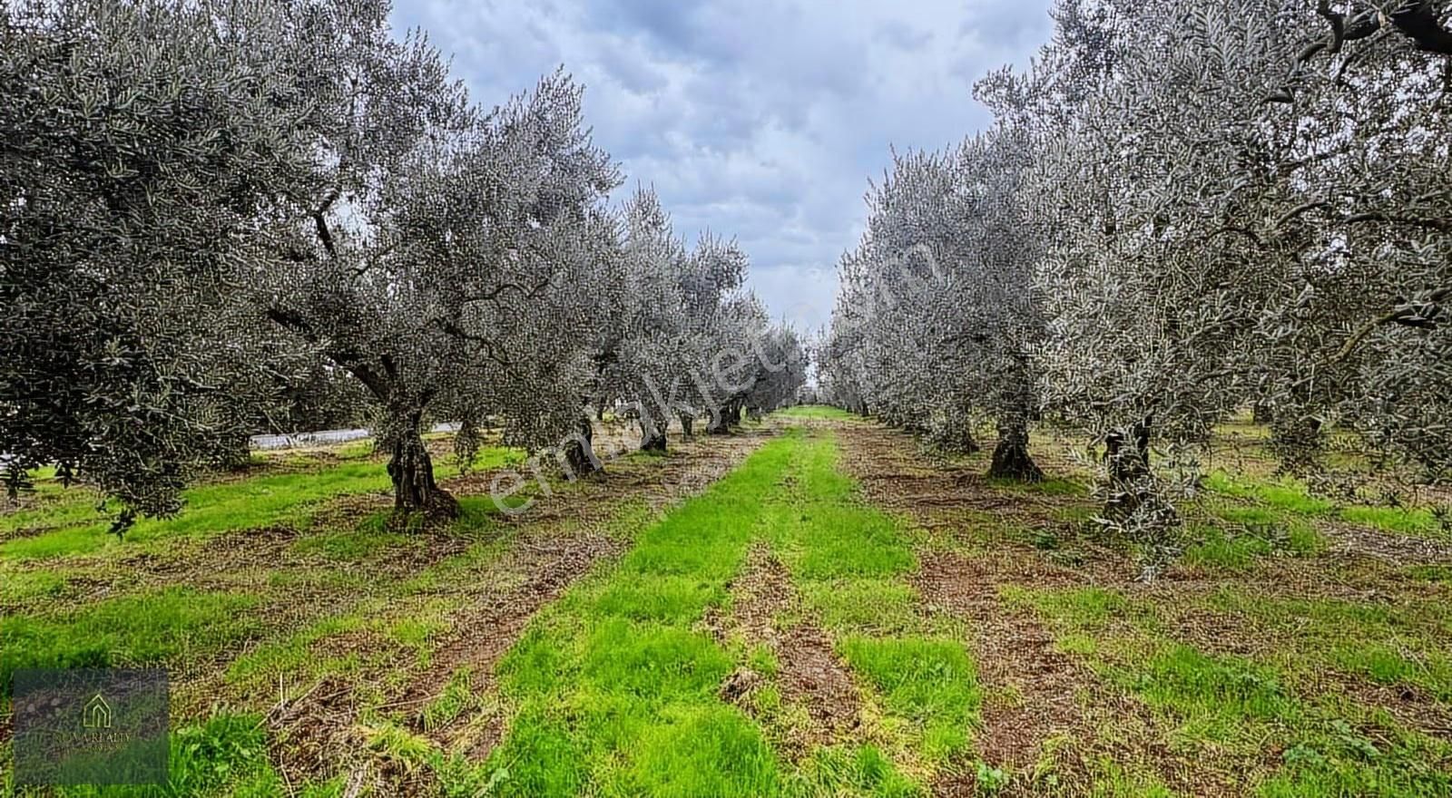 Nova Realty'den Gürle'de Asfalt Cepheli Zeytinlik - Görsel 27