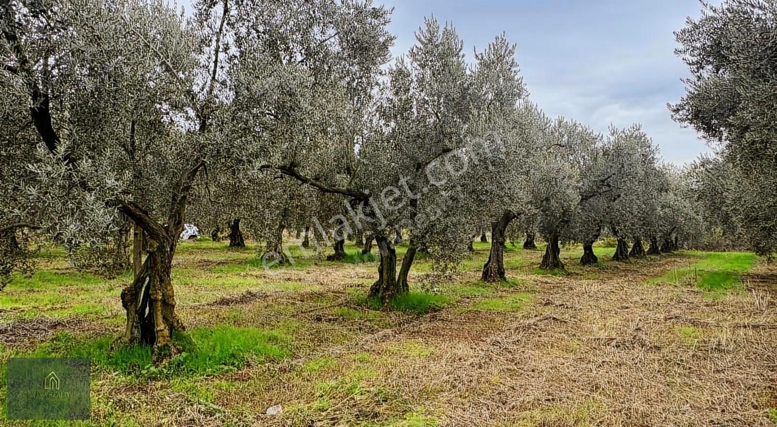 Nova Realty'den Gürle'de Asfalt Cepheli Zeytinlik - Görsel 17