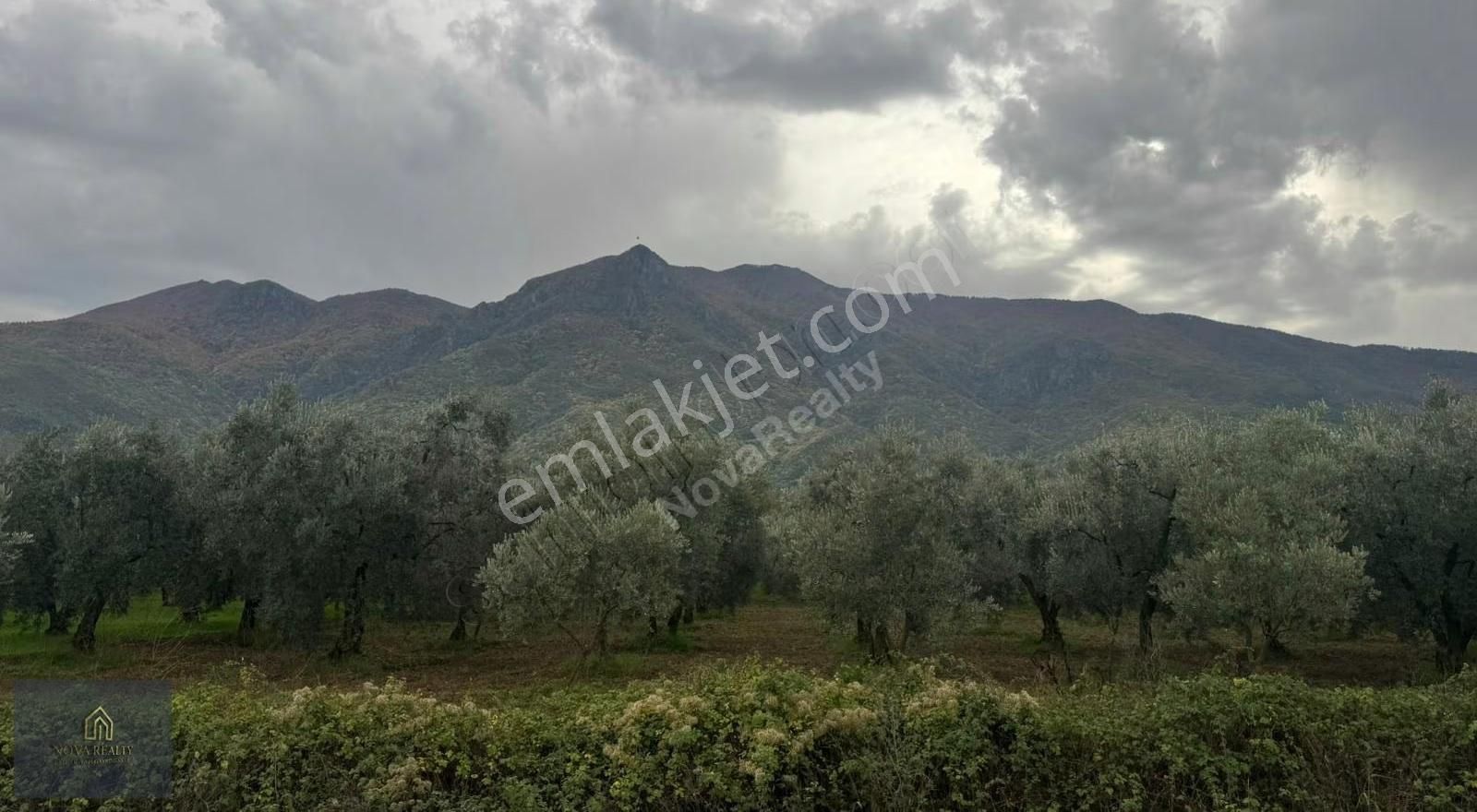 Nova Realty'den Gürle'de Asfalt Cepheli Zeytinlik - Görsel 29