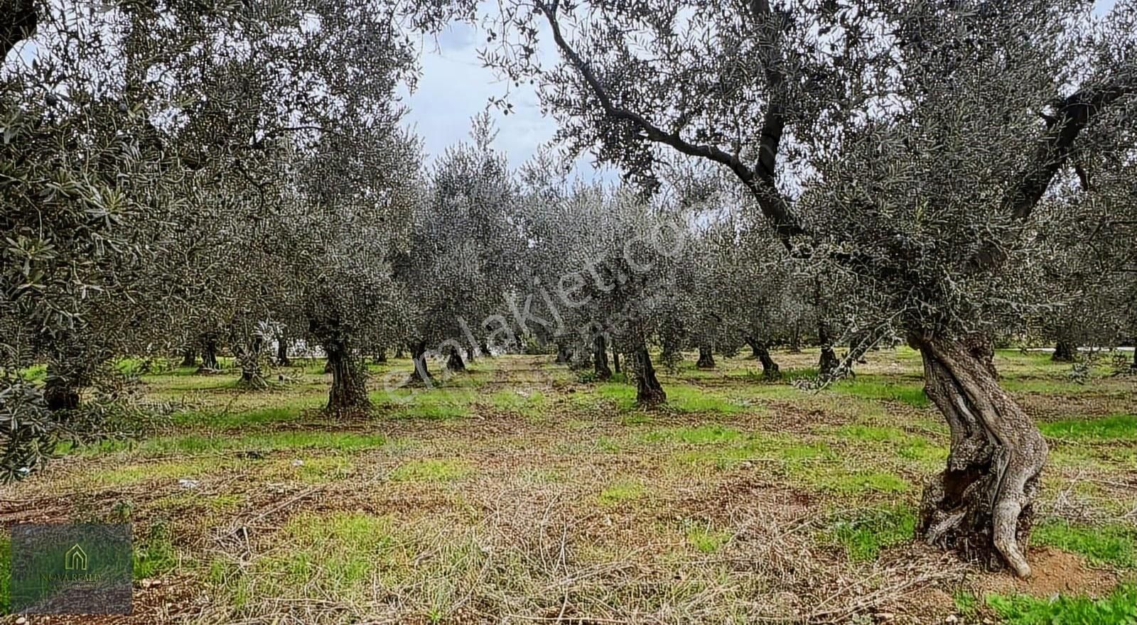 Nova Realty'den Gürle'de Asfalt Cepheli Zeytinlik - Görsel 24