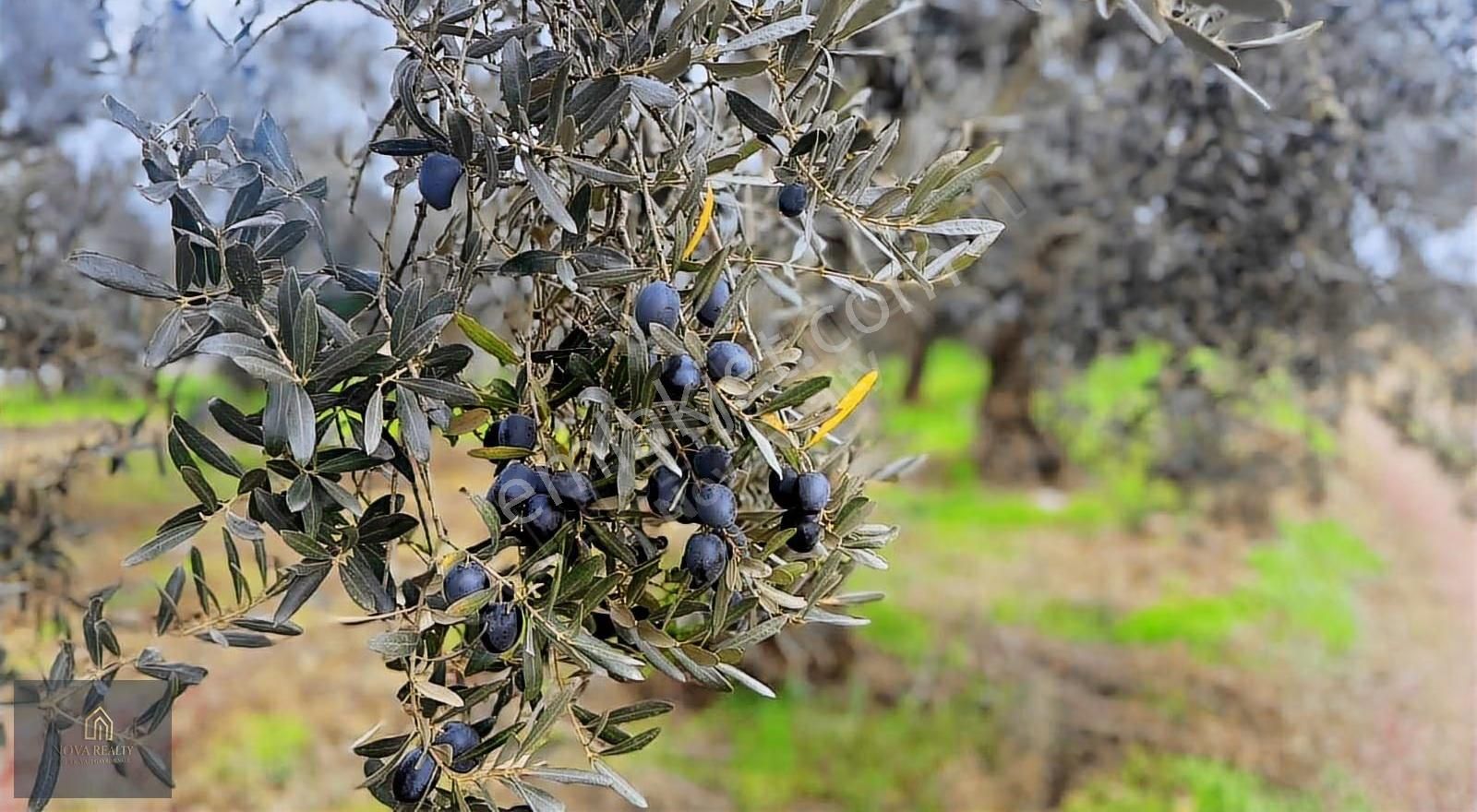Nova Realty'den Gürle'de Asfalt Cepheli Zeytinlik - Görsel 9
