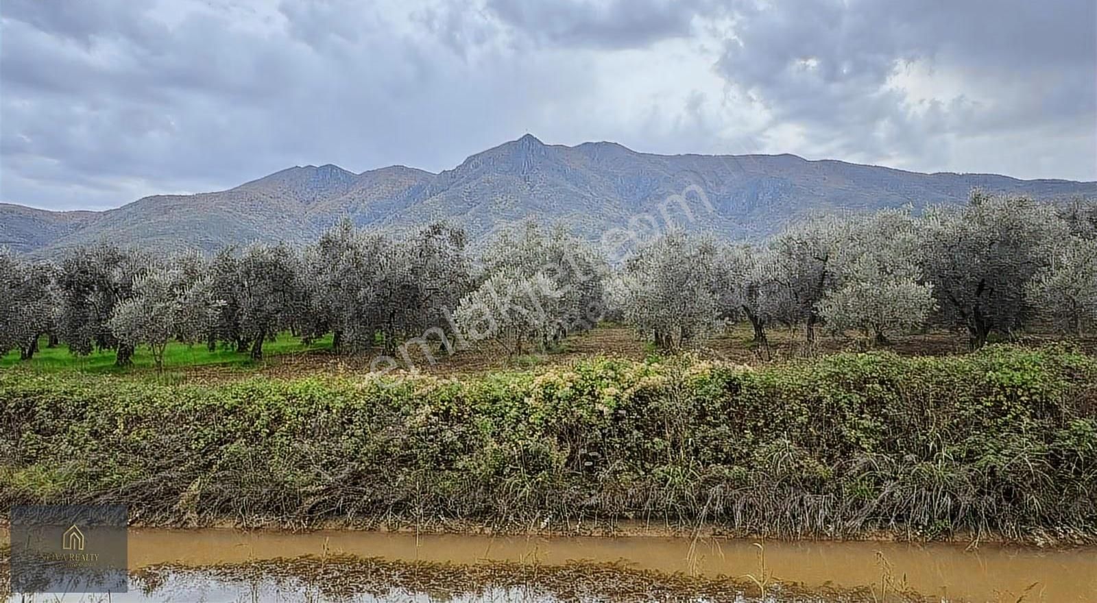 Nova Realty'den Gürle'de Asfalt Cepheli Zeytinlik - Görsel 5