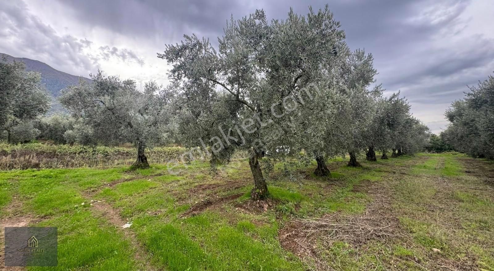 Nova Realty'den Gürle'de Asfalt Cepheli Zeytinlik - Görsel 15