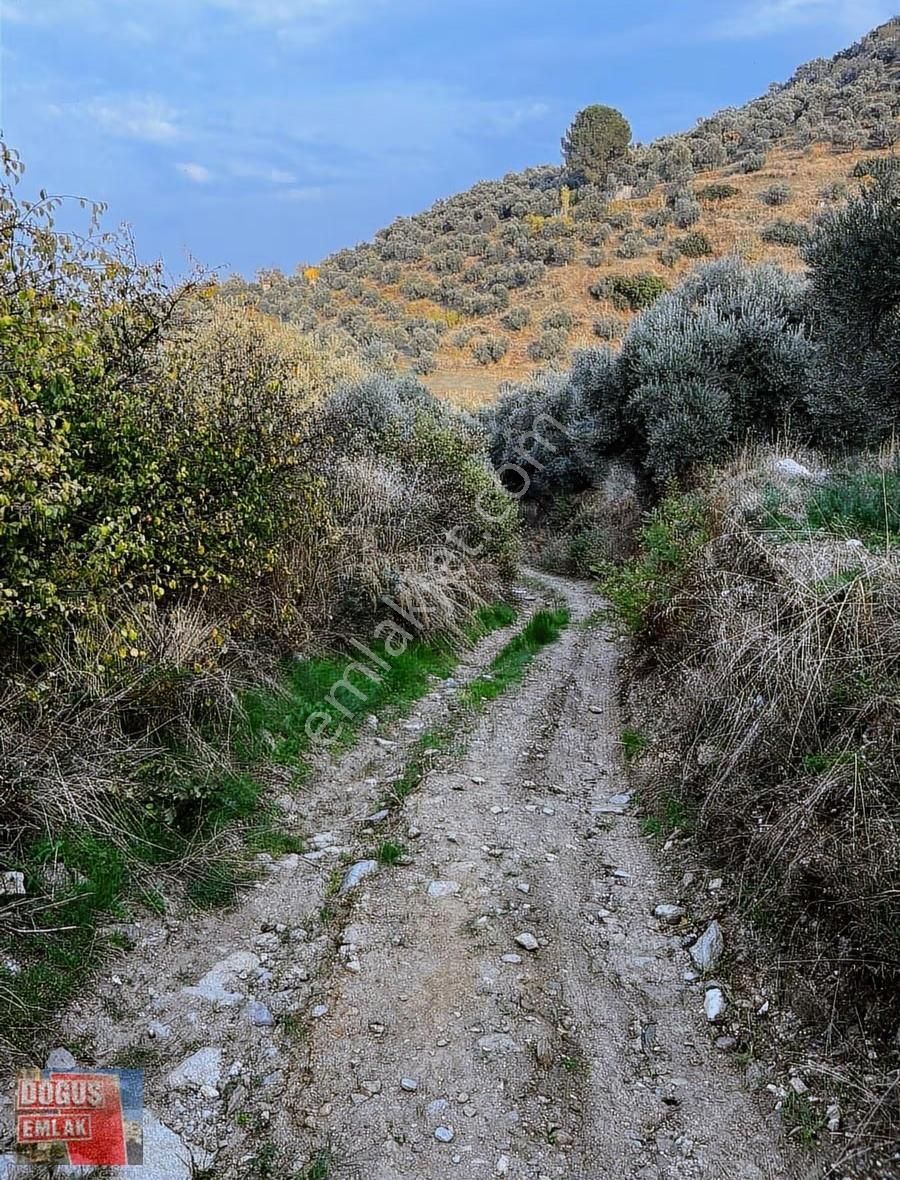Tire Doğuş Emlaktan Satılık Zeytin İncir Bahçesi - Görsel 6