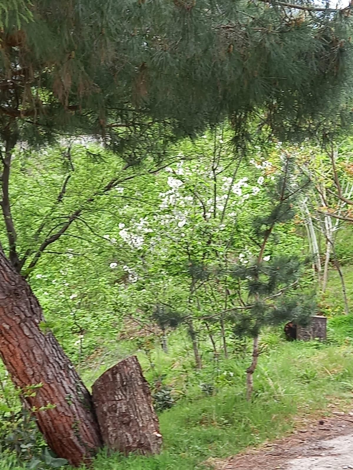 Trabzon Akçaabat Salacıkta Kiralık Eşyalı Bahçeli Ev - Görsel 23