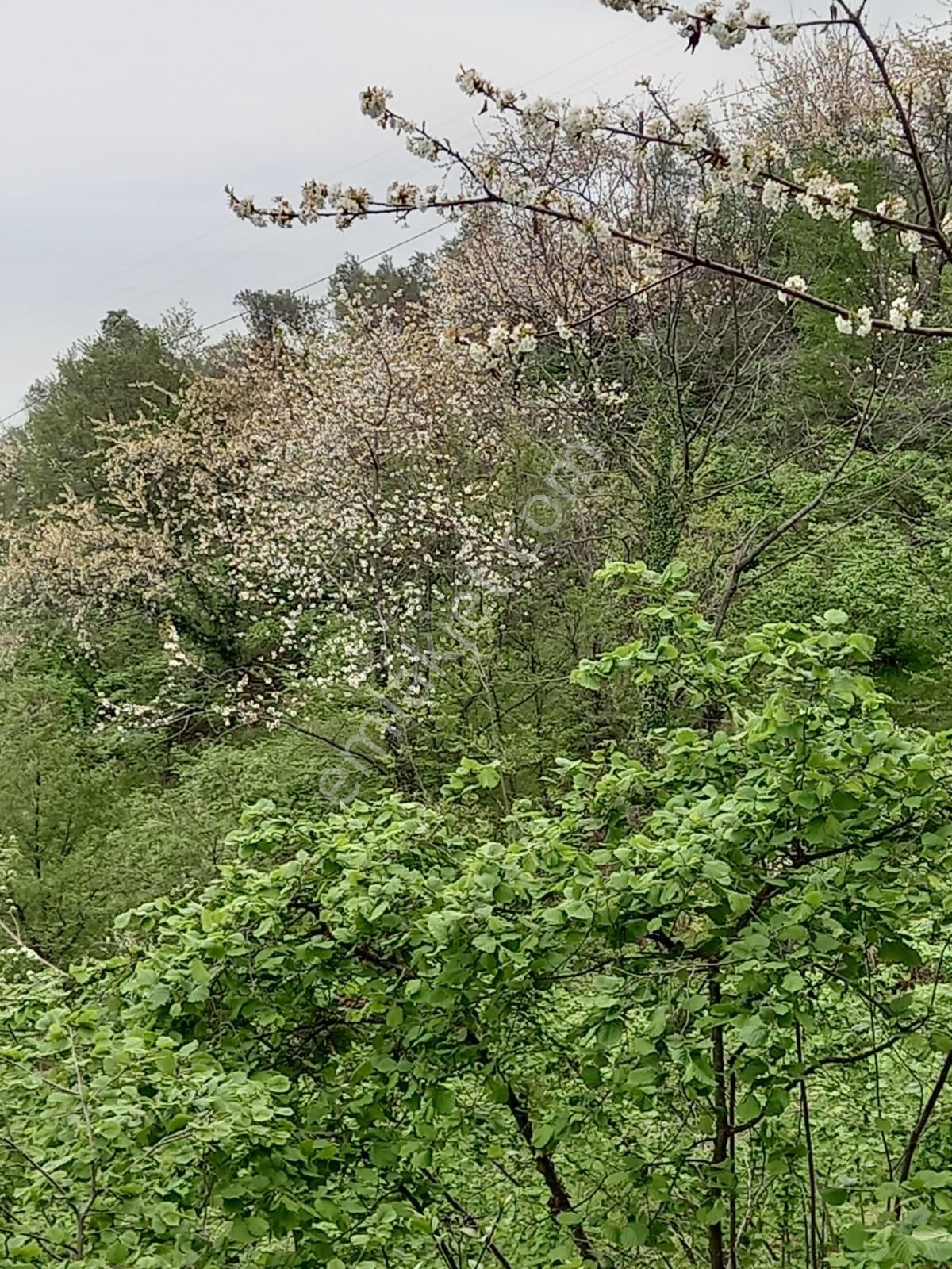 Trabzon Akçaabat Salacıkta Kiralık Eşyalı Bahçeli Ev - Görsel 29