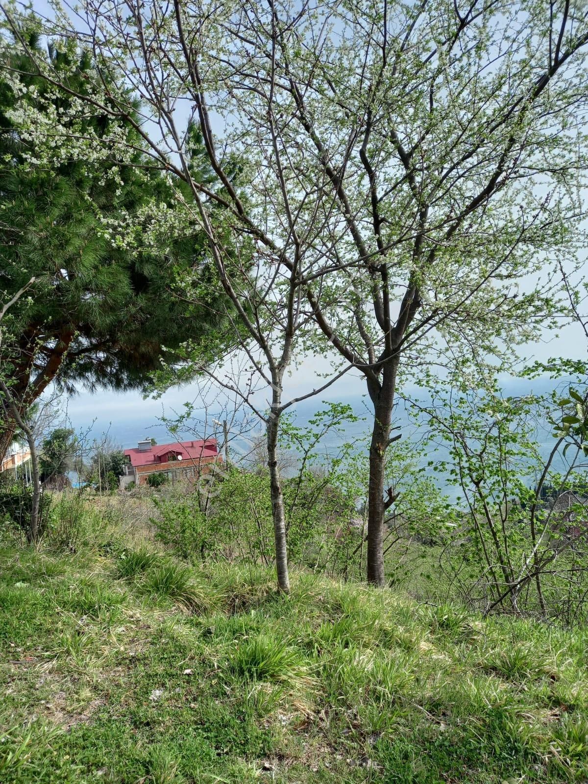 Trabzon Akçaabat Salacıkta Kiralık Eşyalı Bahçeli Ev - Görsel 22