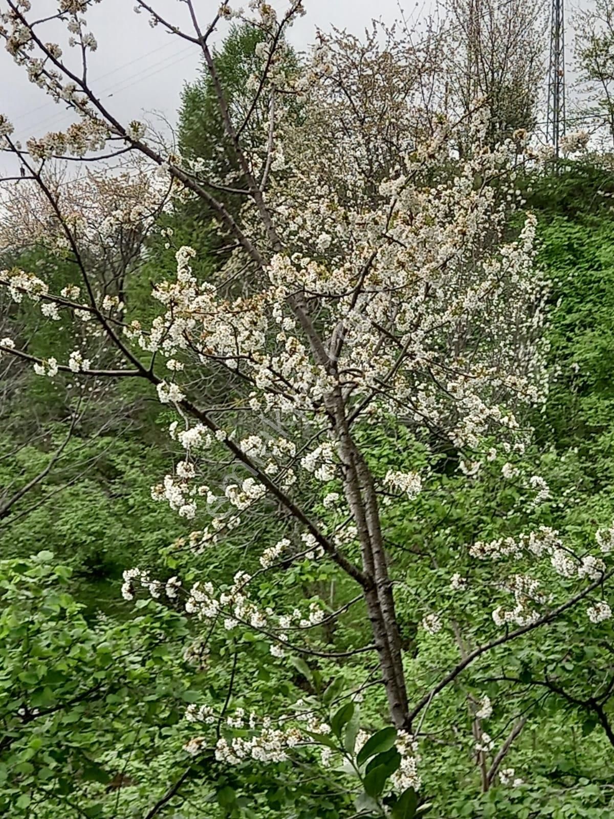 Trabzon Akçaabat Salacıkta Kiralık Eşyalı Bahçeli Ev - Görsel 32