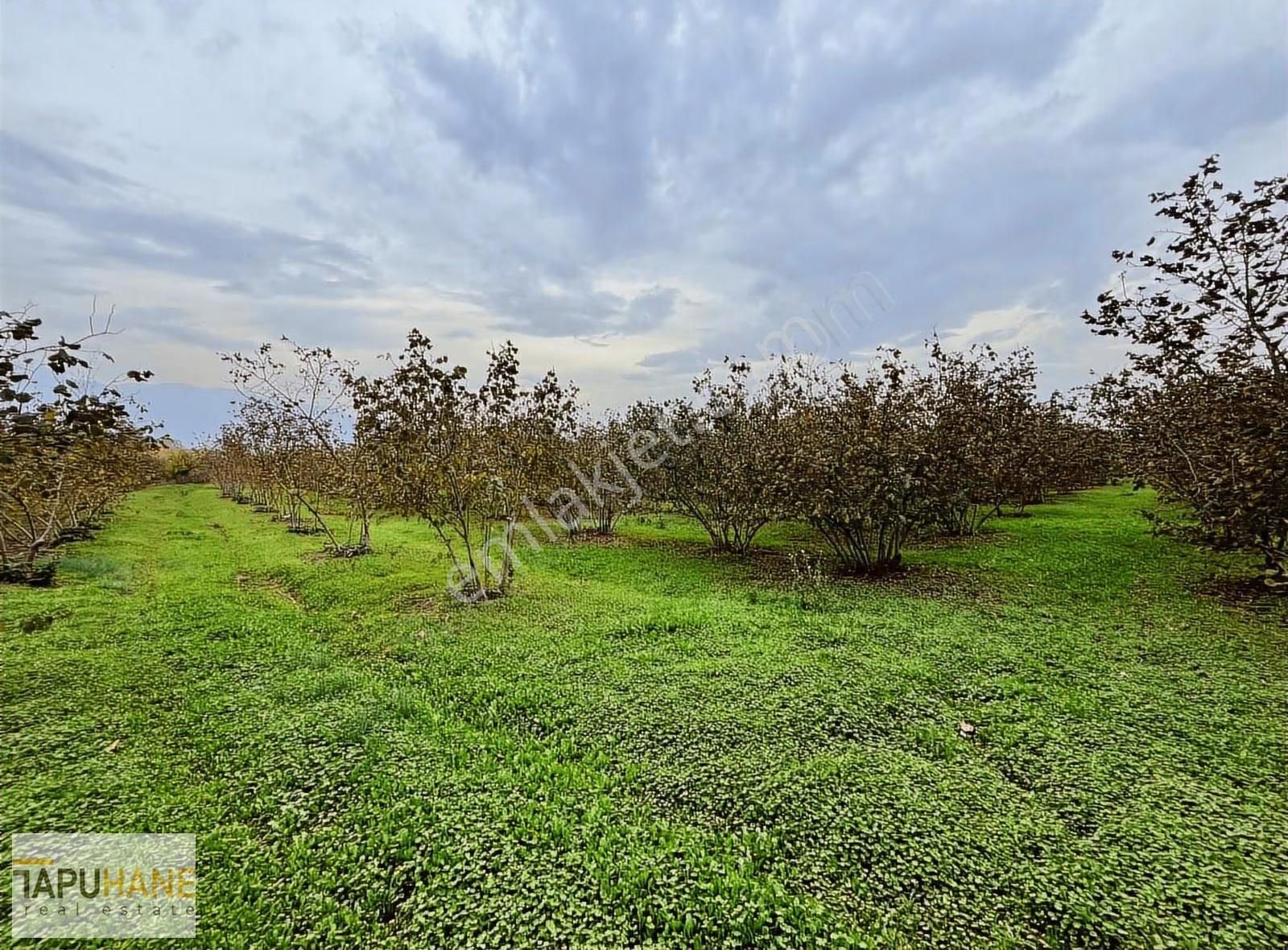 Tapuhaneden Puna'da 20 Dönüm Fındıklık - Görsel 4