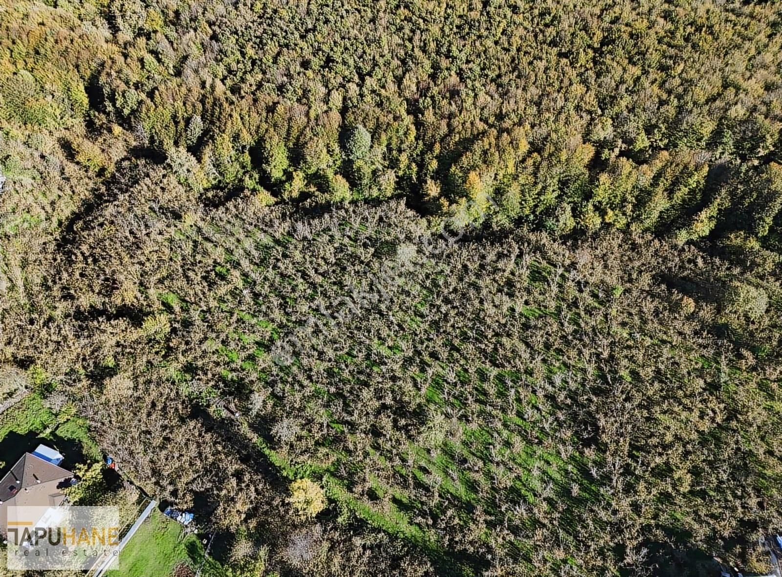 Tapuhane Den Satılık 1.501 M2 Tarla - Görsel 16