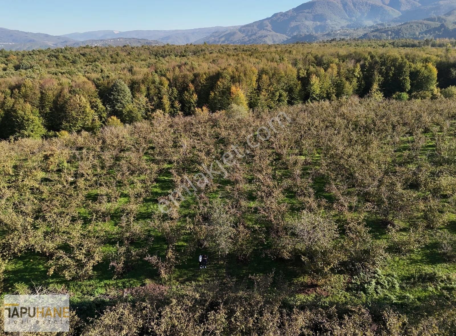 Tapuhane Den Satılık 1.501 M2 Tarla - Görsel 4