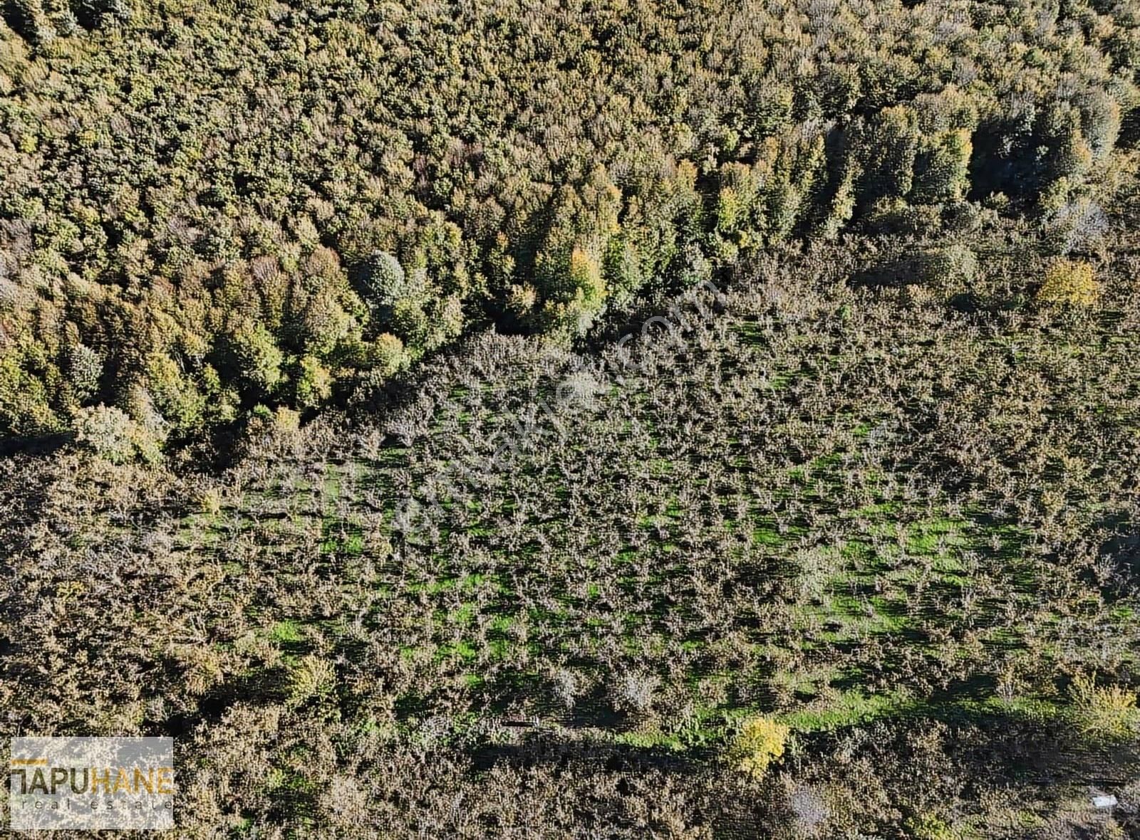 Tapuhane Den Satılık 1.501 M2 Tarla - Görsel 12