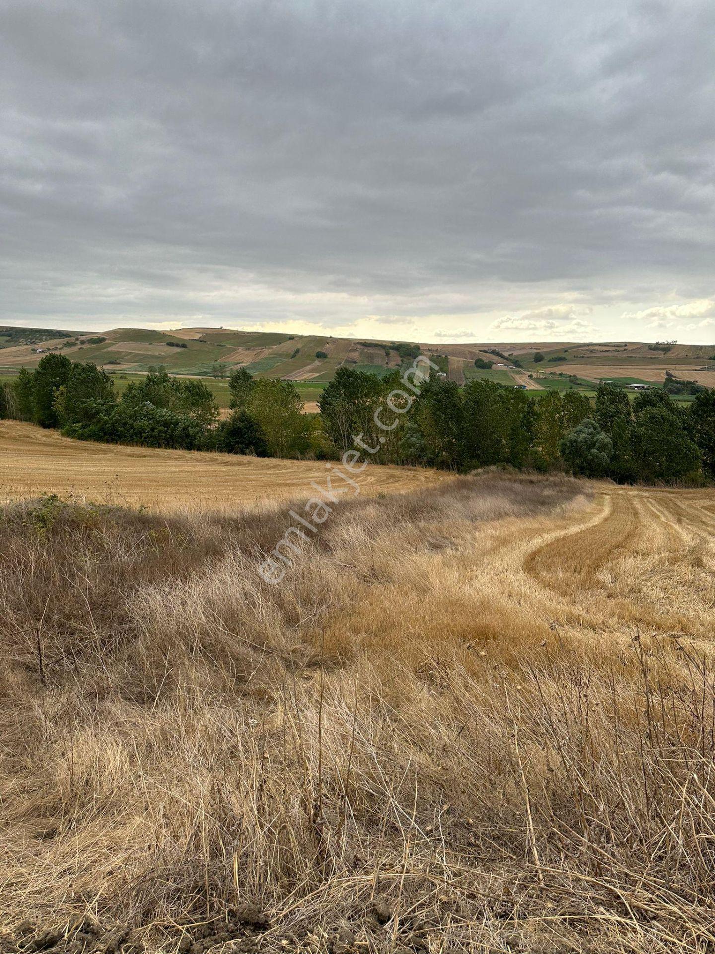 Tekirdağ Muratlı Yeşilsırt Mah. 1.650 M² Köye Yakın Müstakil Tarla - Görsel 9