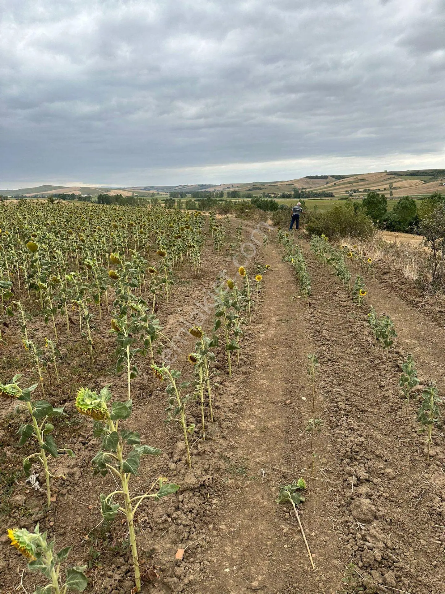 Tekirdağ Muratlı Yeşilsırt Mah. 1.650 M² Köye Yakın Müstakil Tarla - Görsel 3
