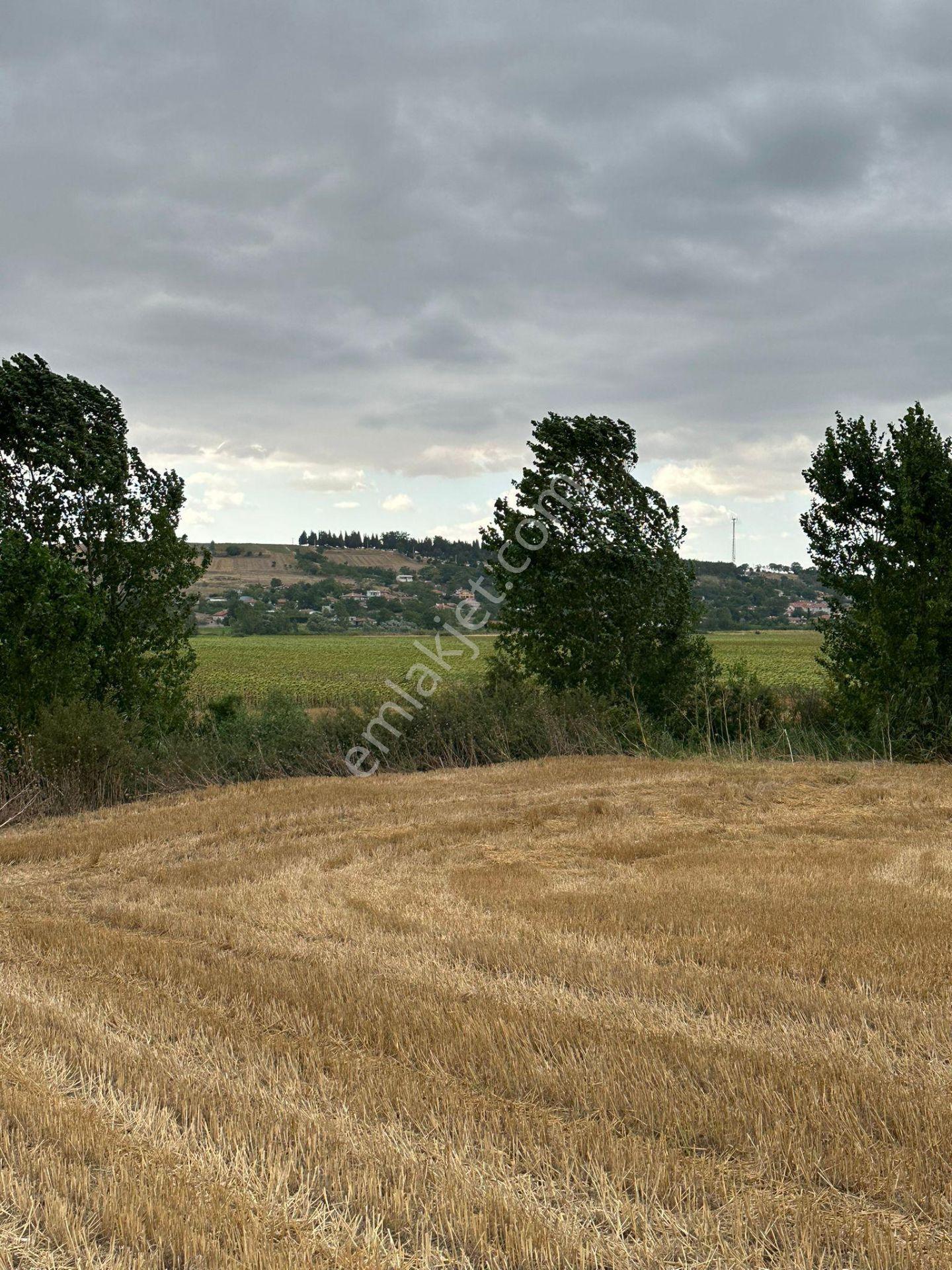 Tekirdağ Muratlı Yeşilsırt Mah. 1.650 M² Köye Yakın Müstakil Tarla - Görsel 7
