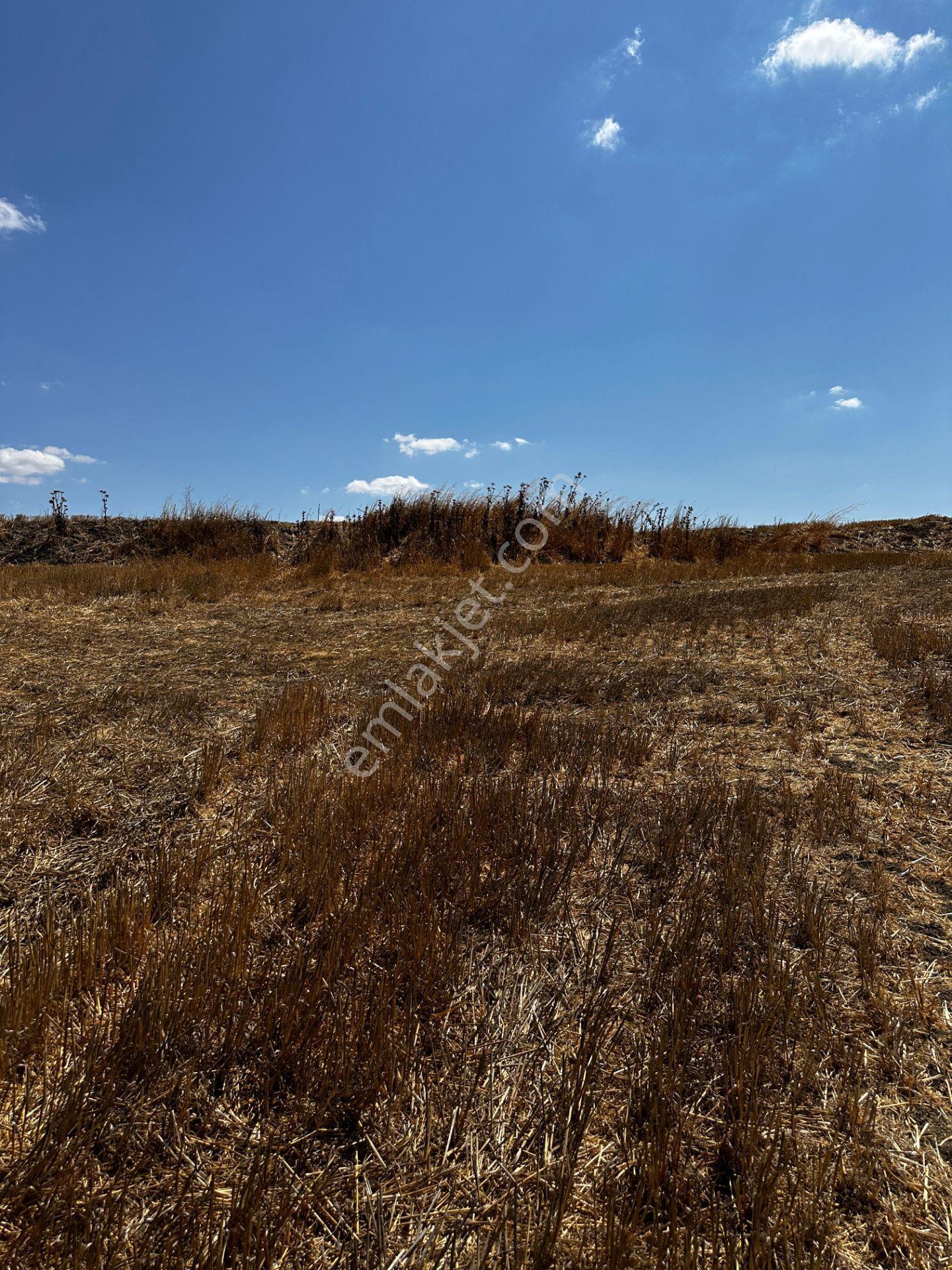 Tekirdağ Muratlı Yeşilsırt Mah. 1.650 M² Köye Yakın Müstakil Tarla - Görsel 15