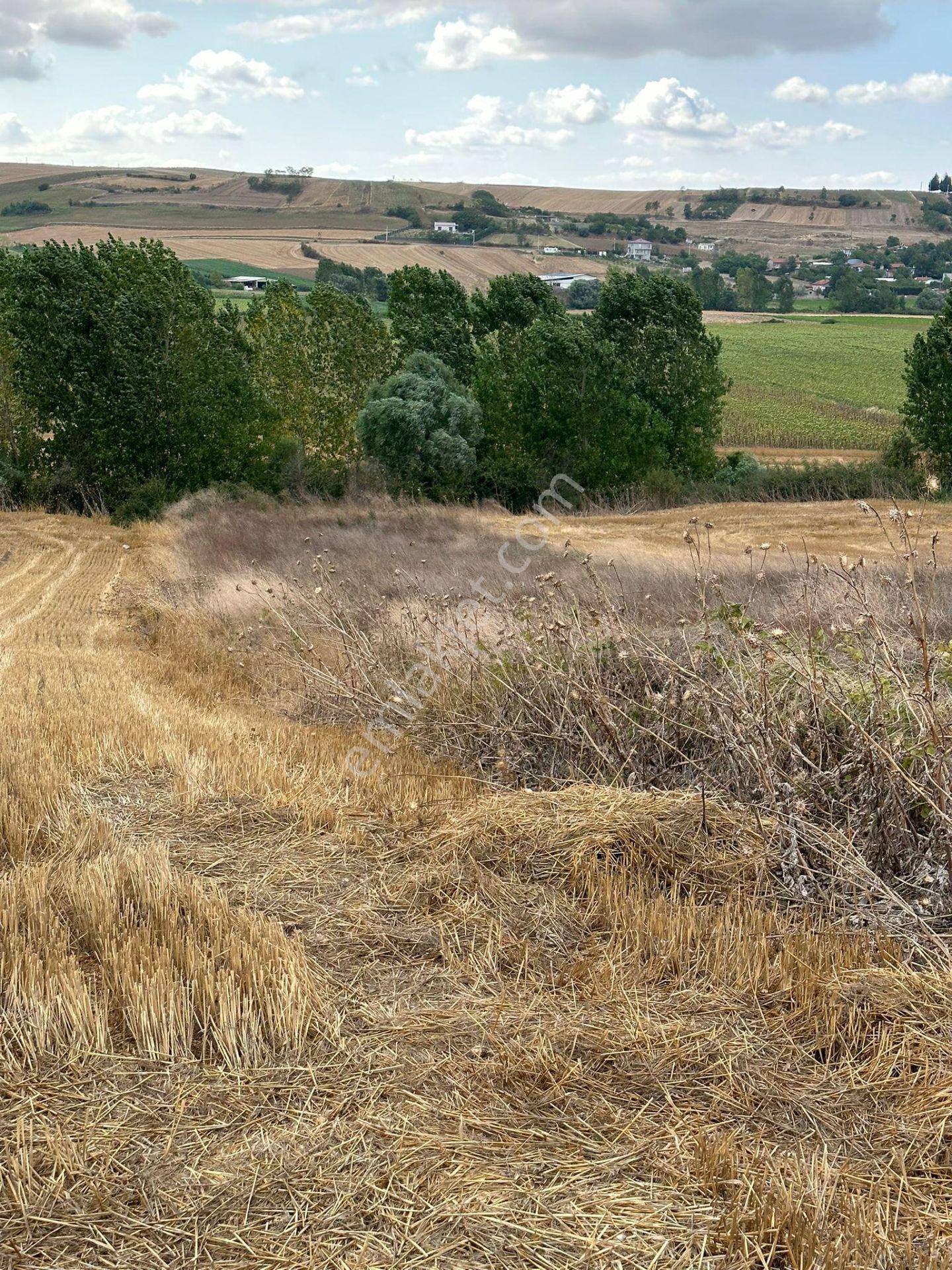 Tekirdağ Muratlı Yeşilsırt Mah. 1.650 M² Köye Yakın Müstakil Tarla - Görsel 6