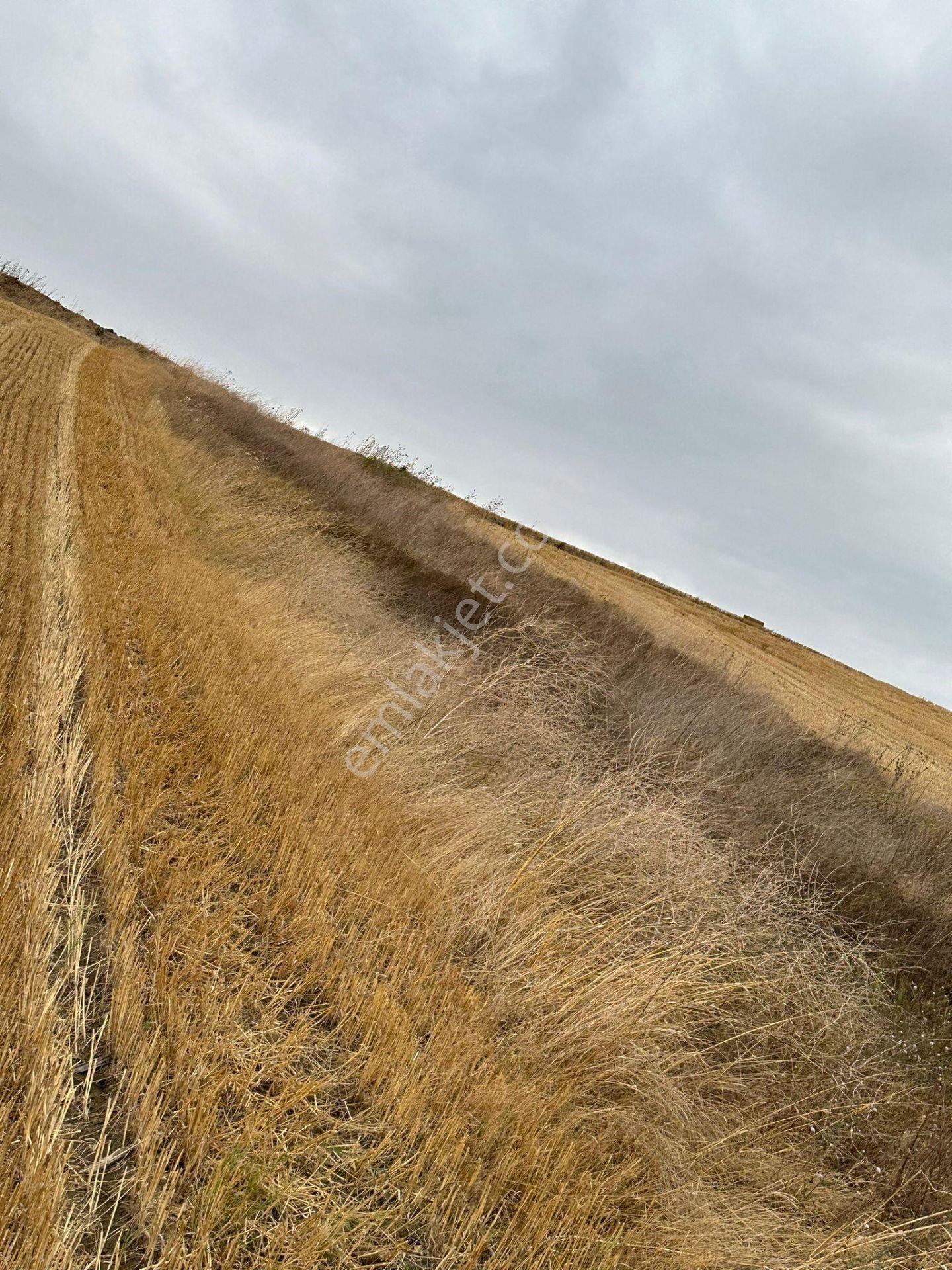 Tekirdağ Muratlı Yeşilsırt Mah. 1.650 M² Köye Yakın Müstakil Tarla - Görsel 12