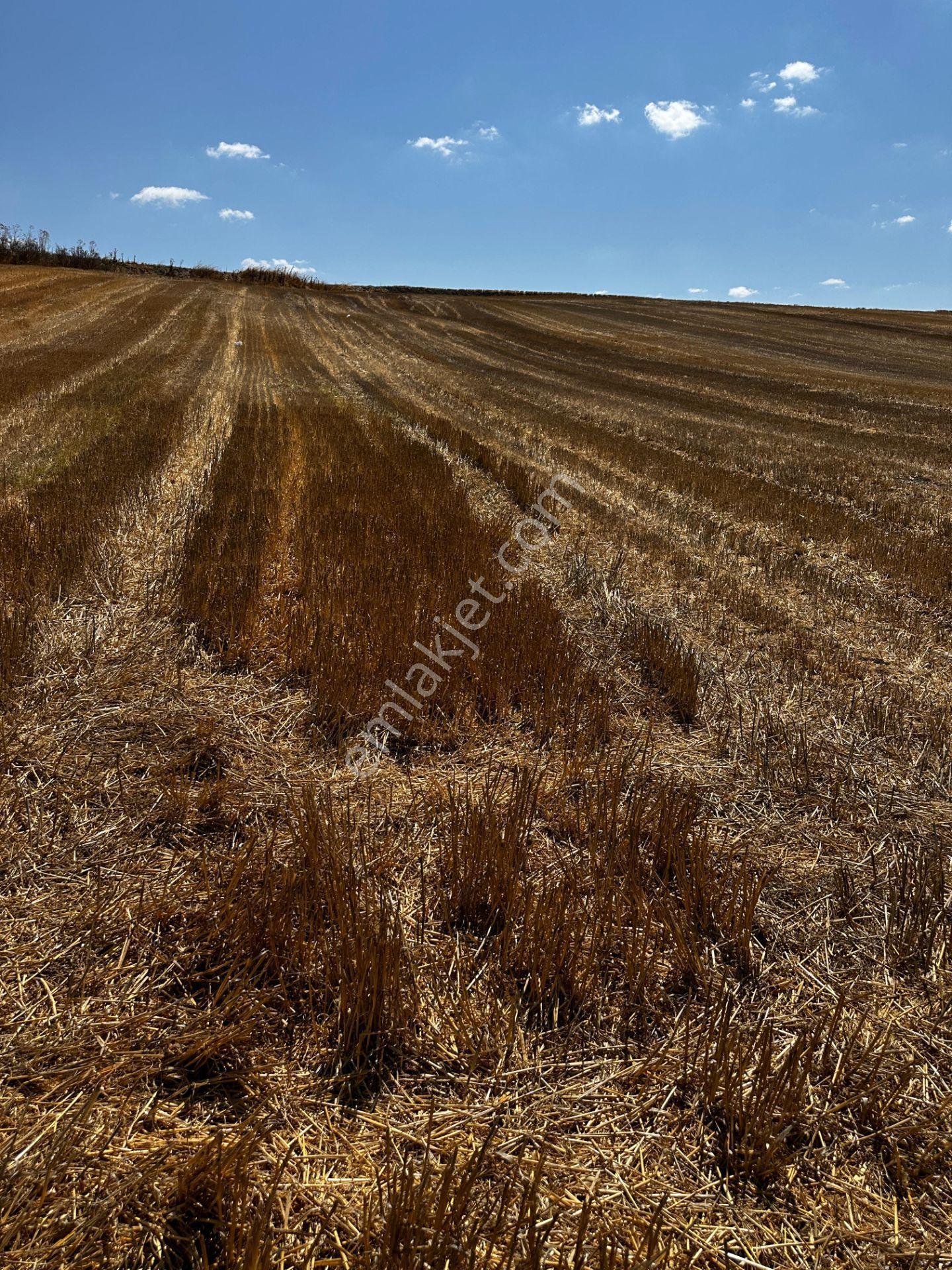 Tekirdağ Muratlı Yeşilsırt Mah. 1.650 M² Köye Yakın Müstakil Tarla - Görsel 14